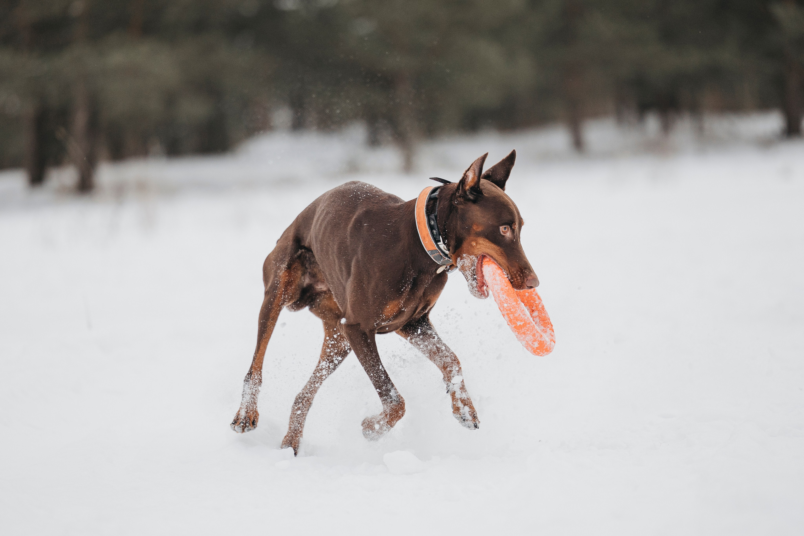 Даша, Омен, Айс и Рицу. Фотограф-анималист Анна Маринич