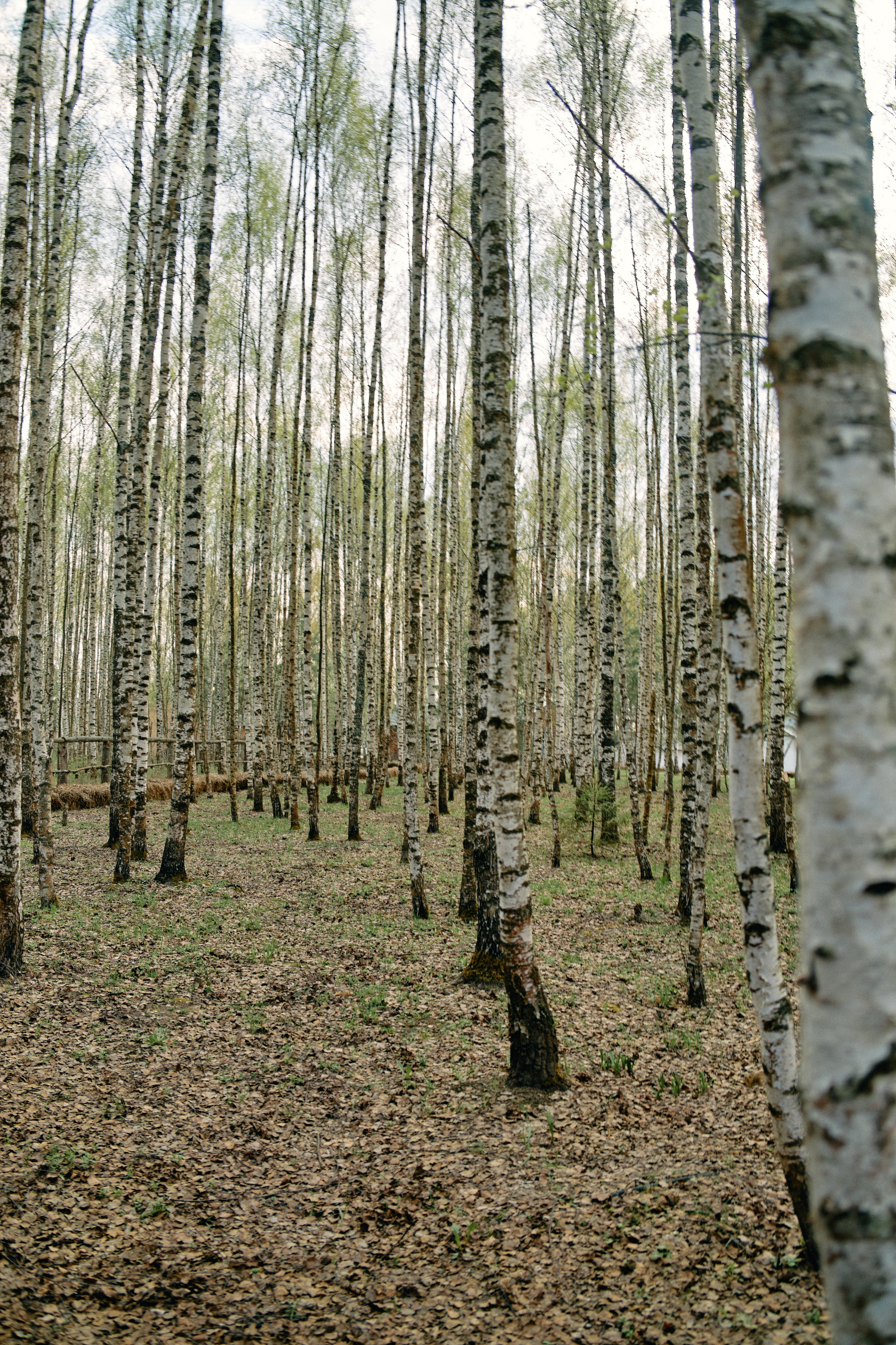 Бутик-отель Поле летом. Профессиональный Фотограф во Владимире, в Москве и в Суздале — Полина Романычева