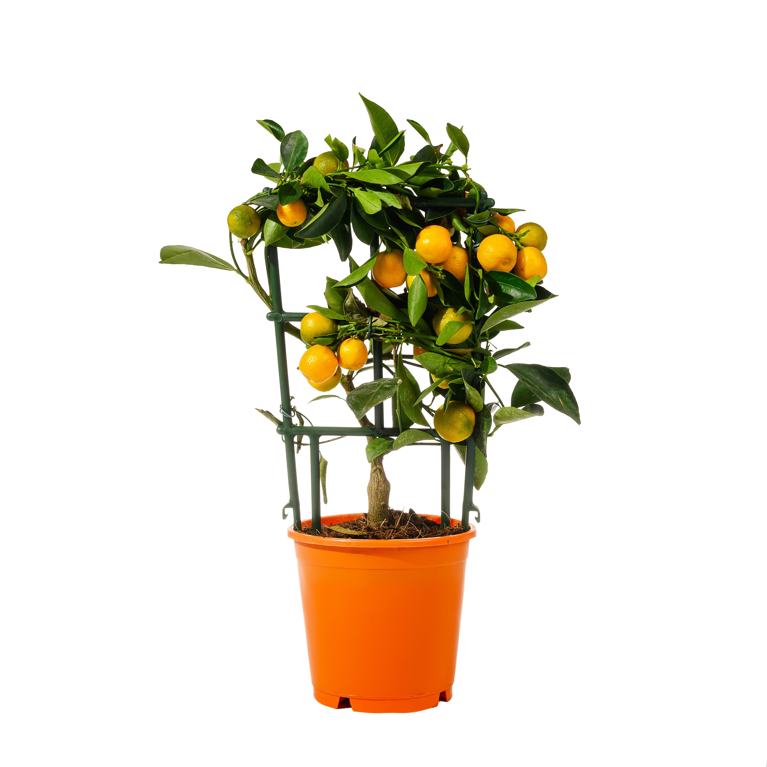 Аквариум. Предметный фотограф в Краснодаре Вера Капитанова. Предметная съёмка