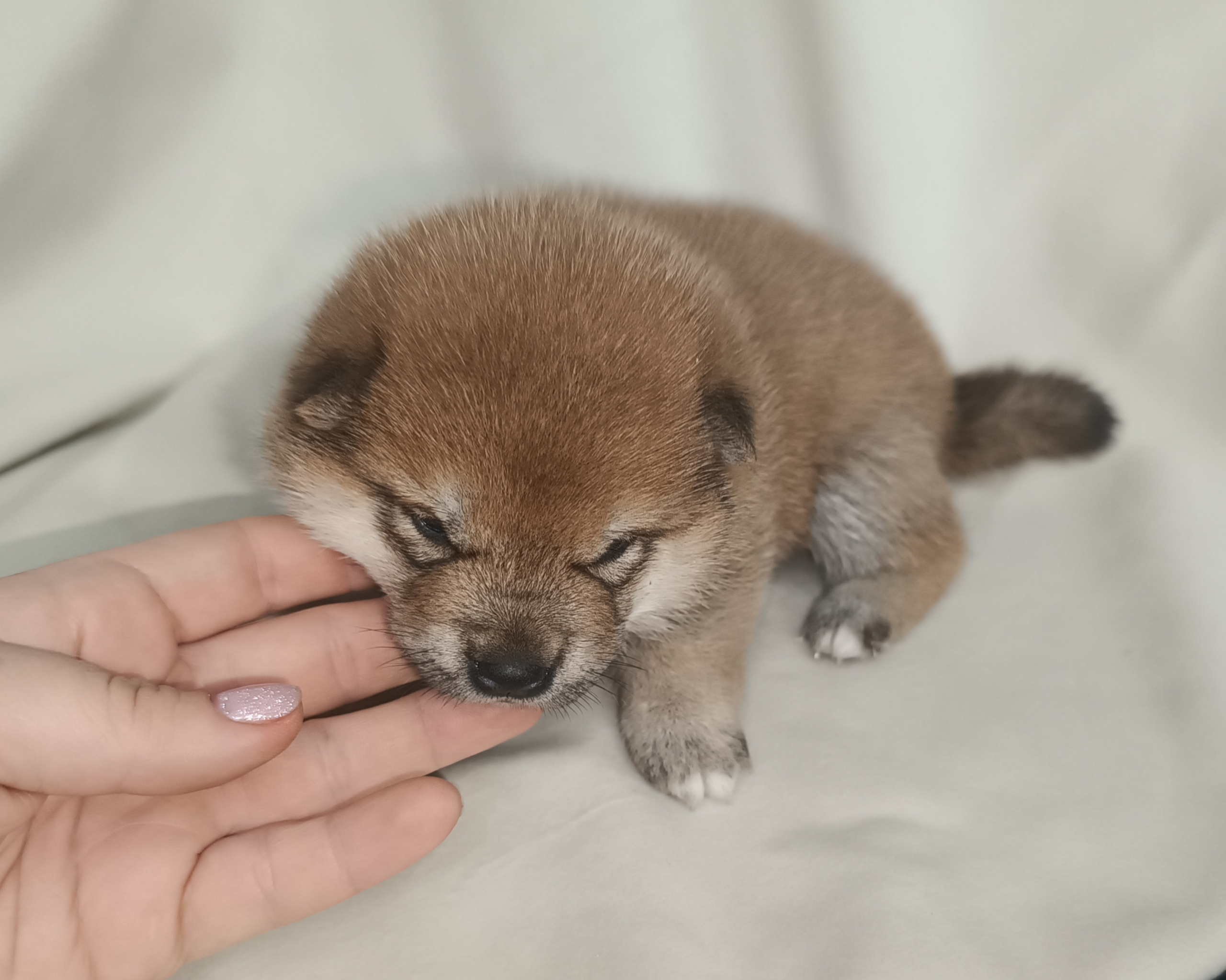 сиба питомник Рубилайт щенки на продажу rubylight  сиба щенки купить СПб Санкт-Петербург 