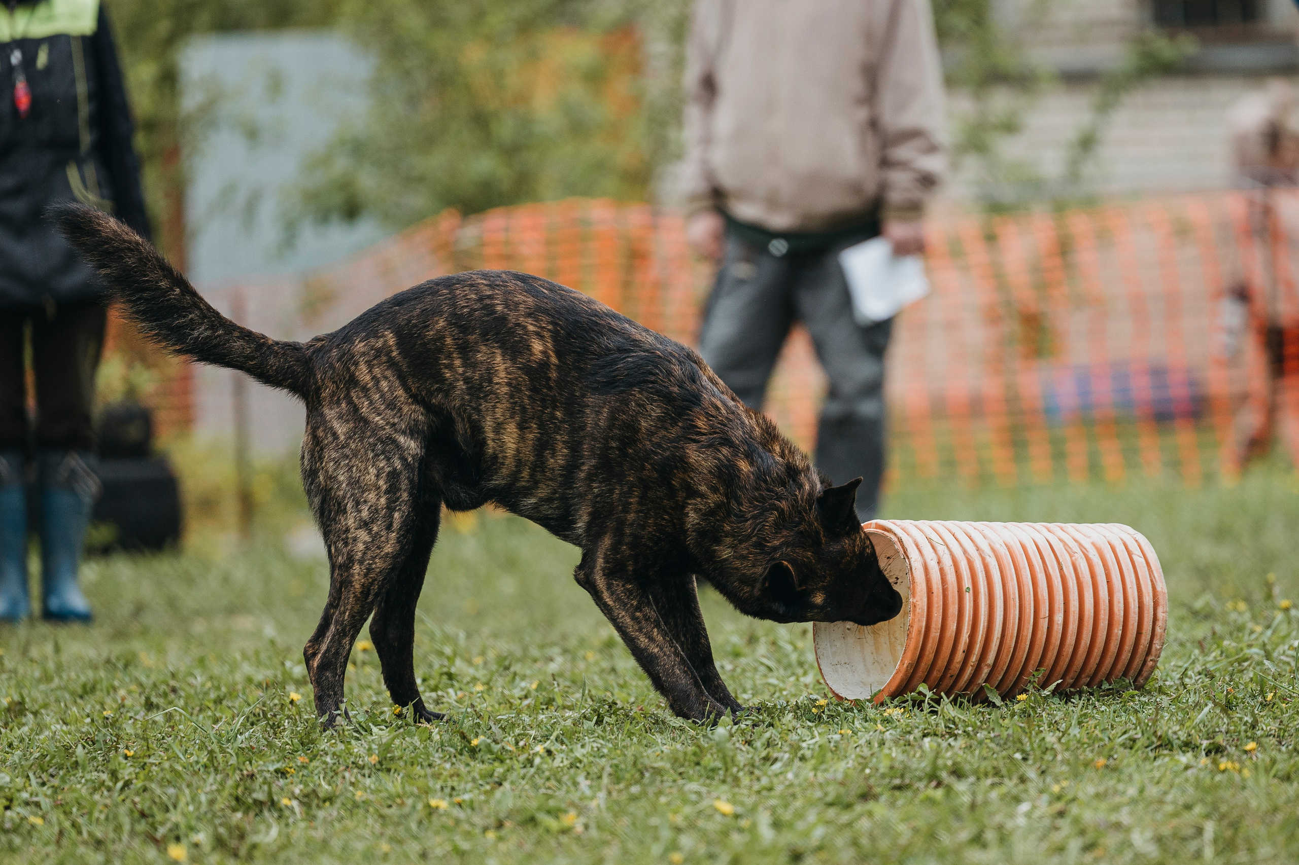 26.05.25 г. Пушкин квалификационные соревнования. Фотограф-анималист Анна Маринич