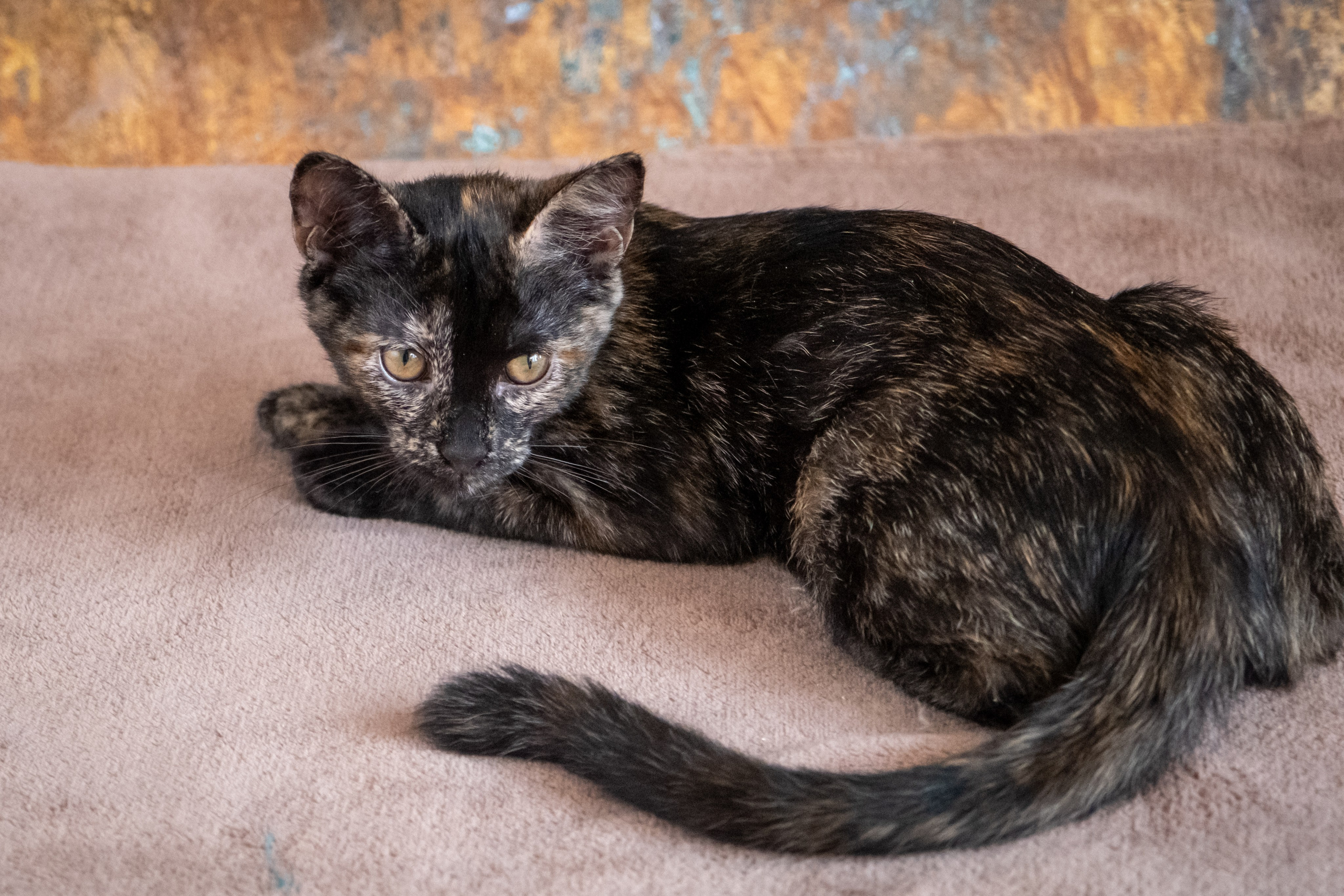 Котята для Дианы. Зоофотограф, фотограф животных в Москве и области Дина Дамоцева