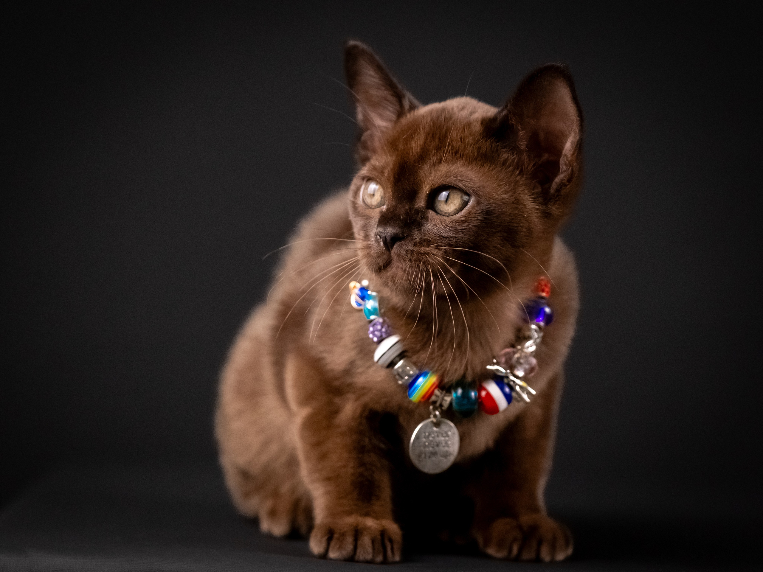 Бурмятки для Елены). Зоофотограф, фотограф животных в Москве и области Дина Дамоцева