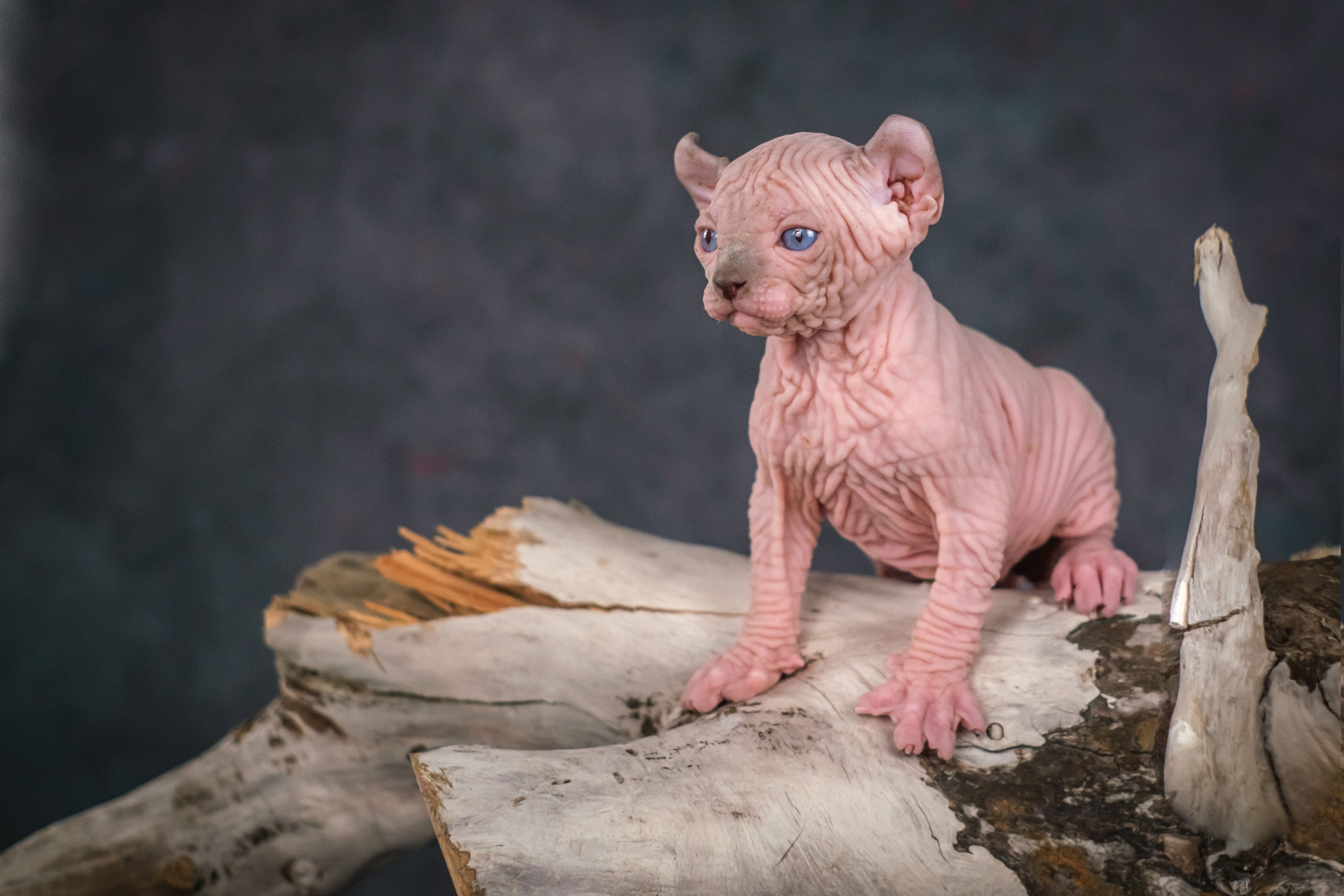 Котята для Данила и Ланы. Зоофотограф, фотограф животных в Москве и области Дина Дамоцева