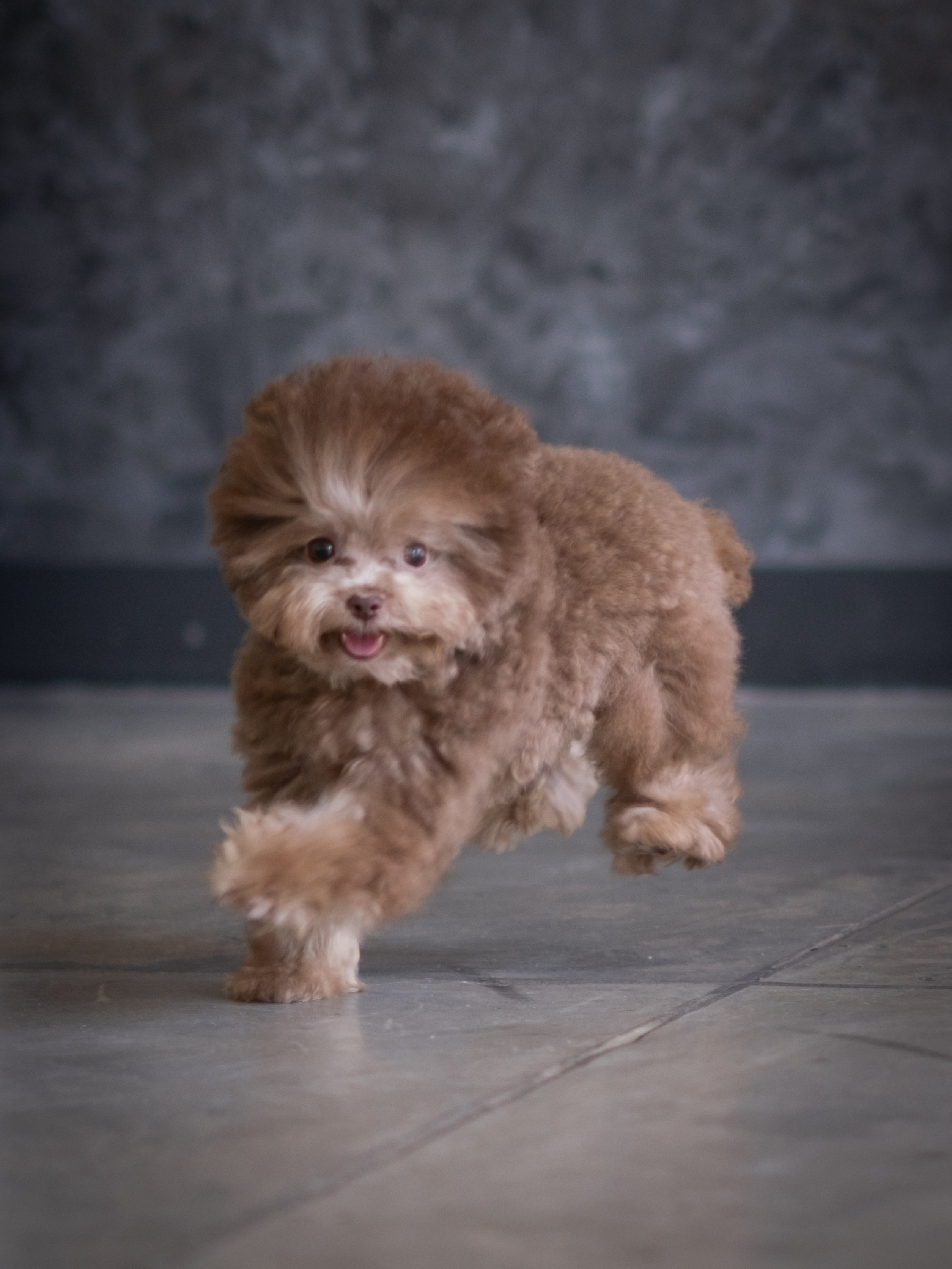 Весёлые пудель и мальтипу для Романа!. Зоофотограф, фотограф животных в Москве и области Дина Дамоцева
