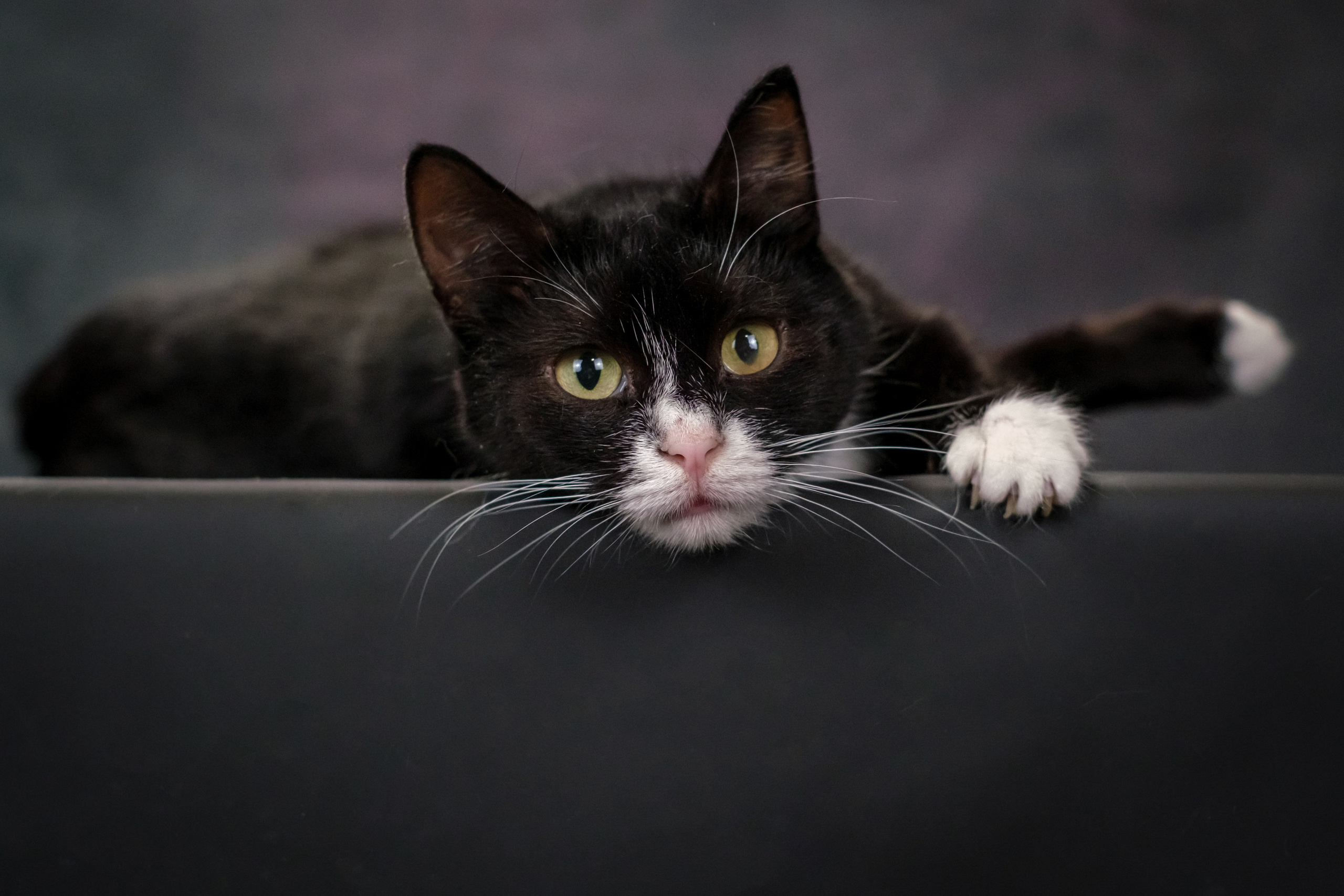 Котики Мурмурии). Зоофотограф, фотограф животных в Москве и области Дина Дамоцева