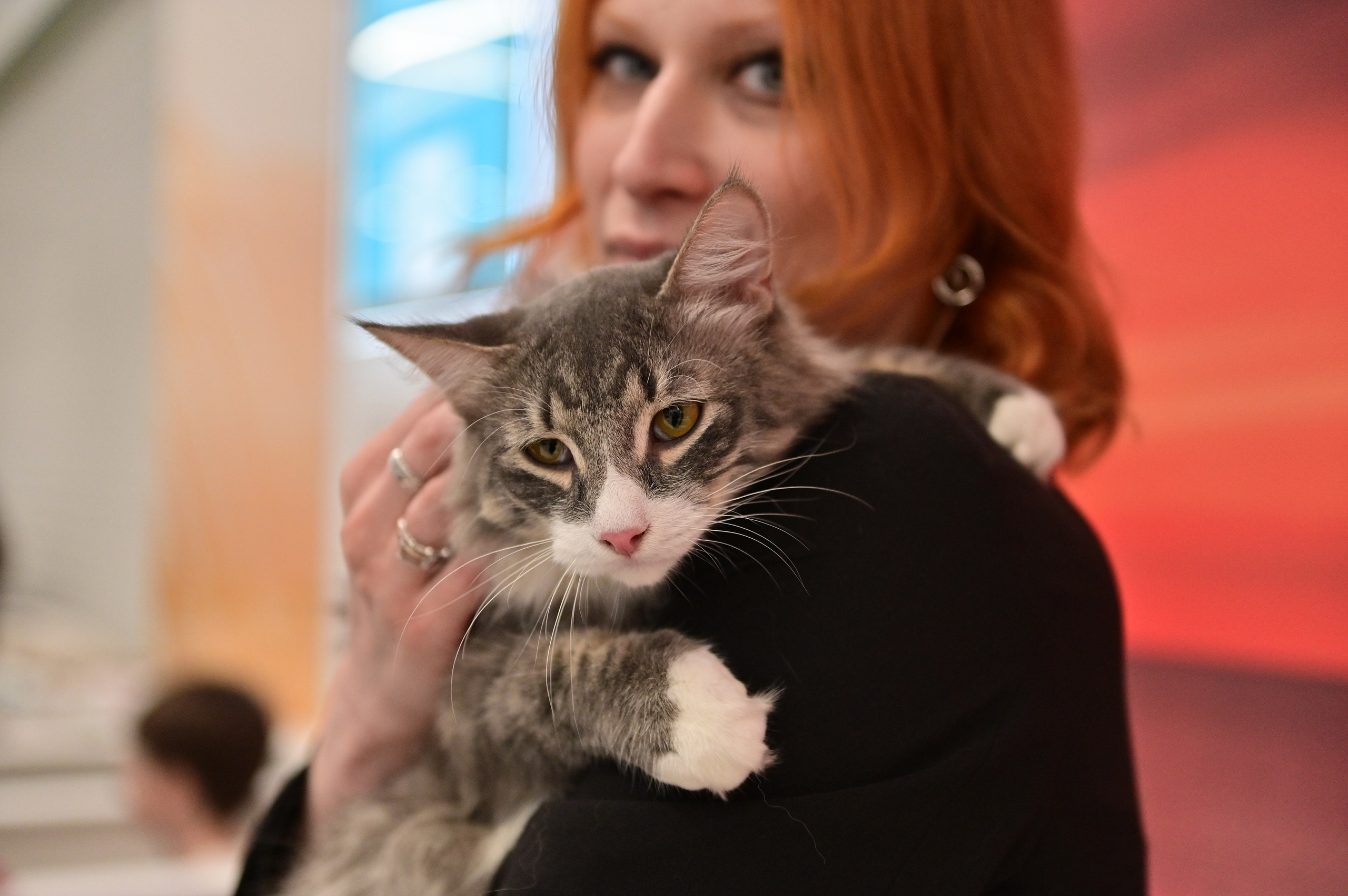 Выставка пристройство: приют «Подбери друга». Анна Пушина, фотограф, Москва, Королев, Пушкино