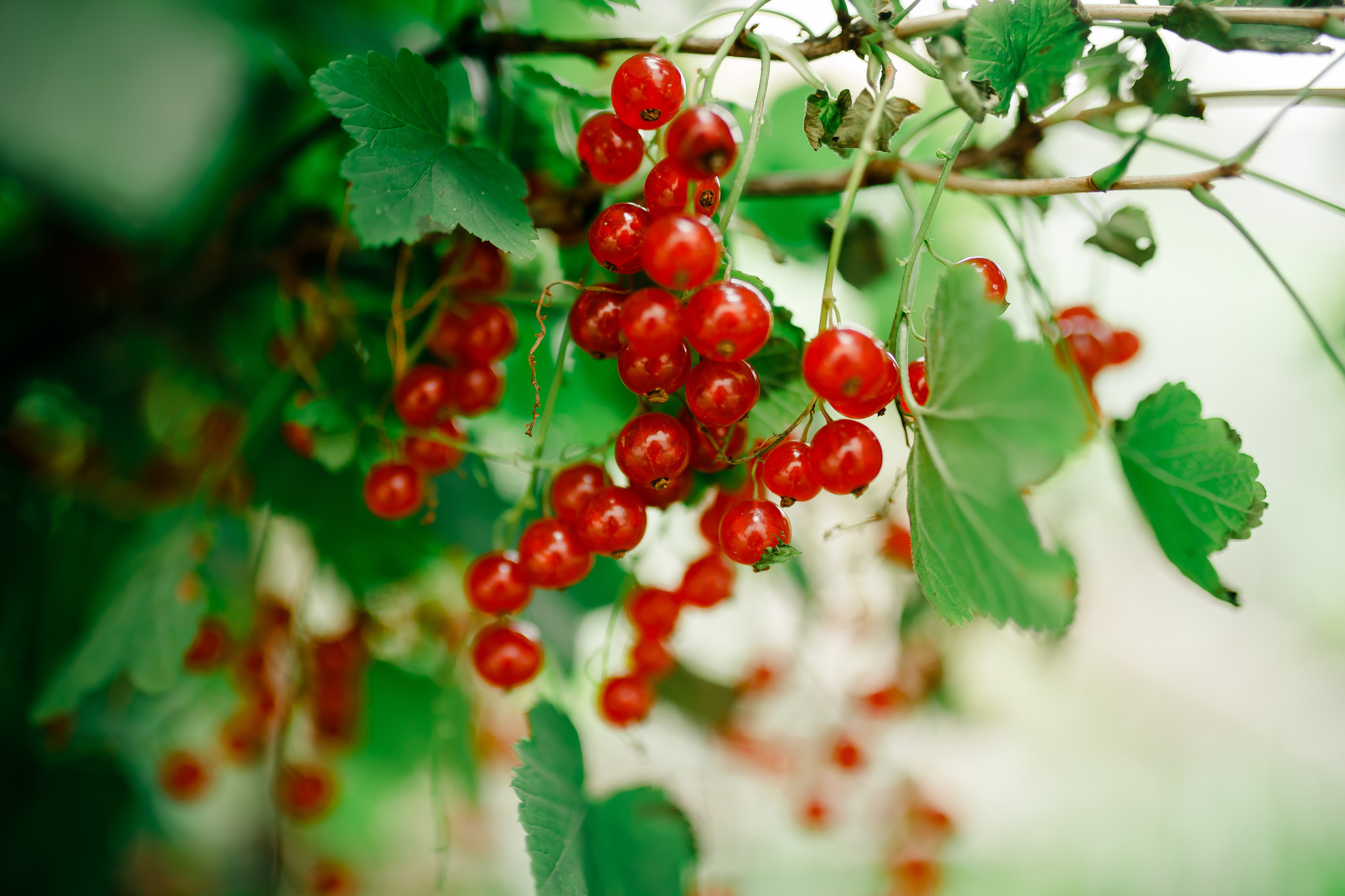 Валерия и Вадим. Свадебный фотограф Серпухов — Москва Ольга Васильева