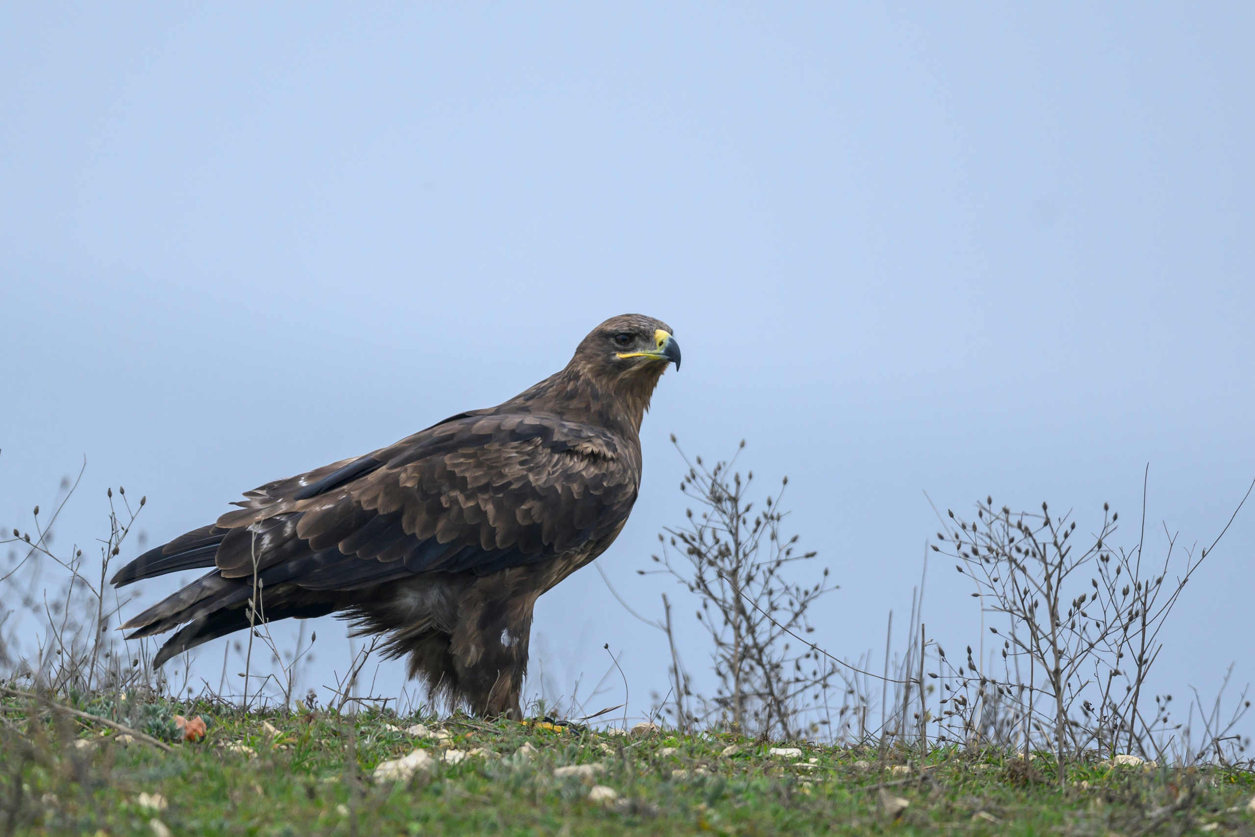 Дагестан. Ноябрь 2025. Фотограф Сергей Пупонин