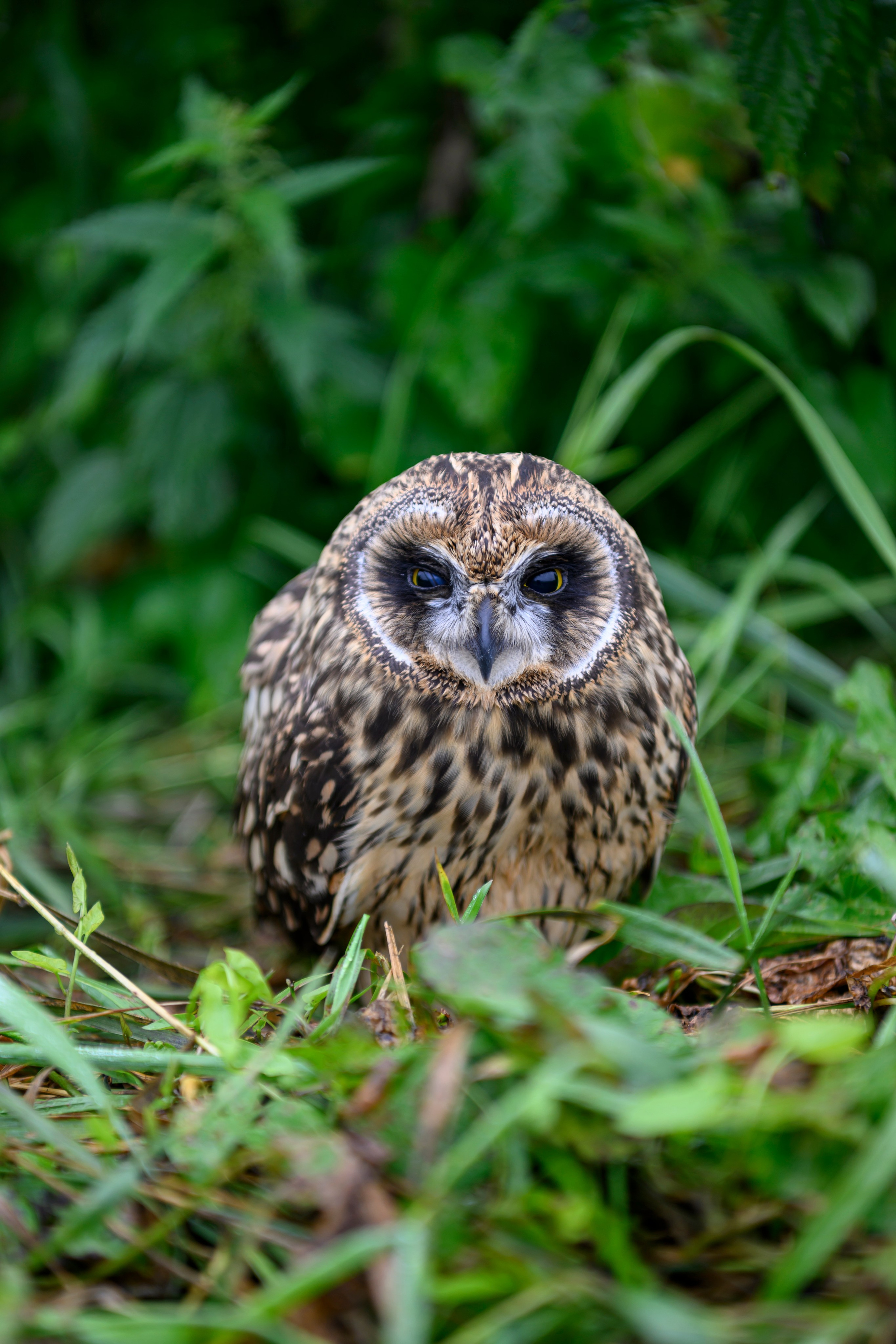 Фотосессия совенка | Owlet photo session. Фотограф Сергей Пупонин