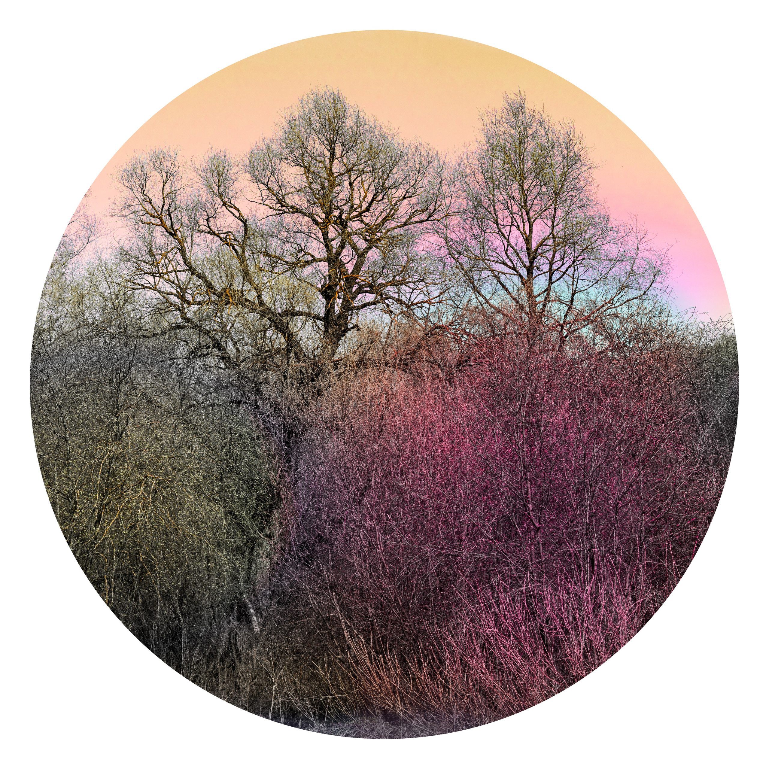 Хокку 2024. Яна Каменская