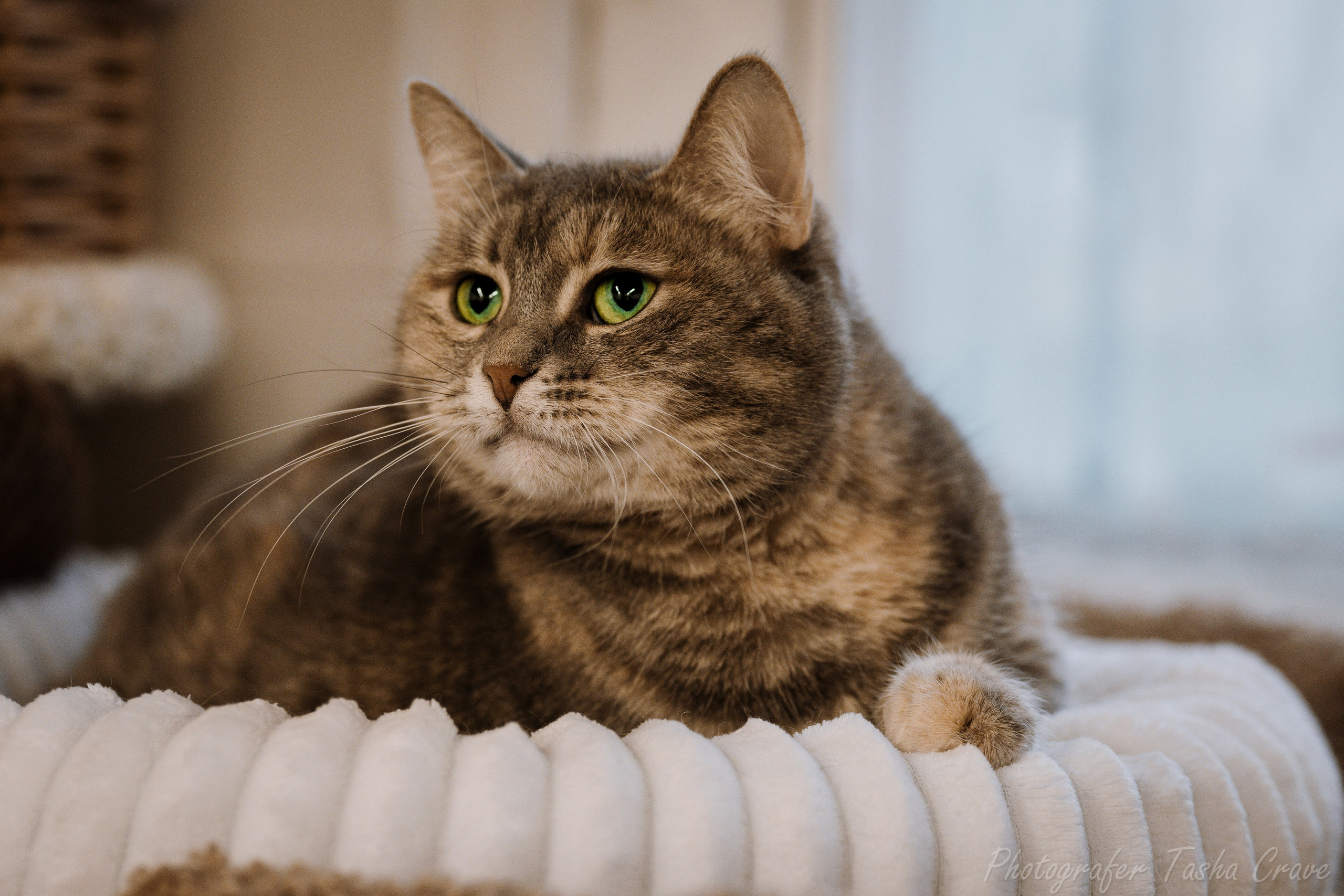 Приют для котиков "Убежище". Фотограф анималист в Санкт-Петербурге Таша Крейв