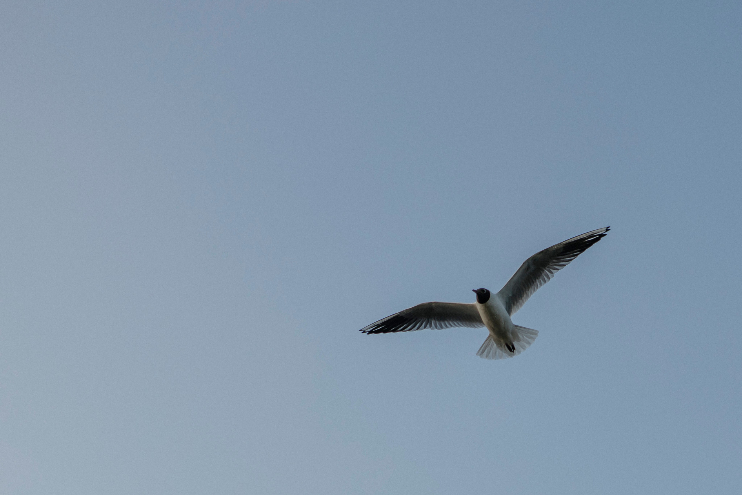 Оля на пляже. Свадебный семейный фотограф в Санкт-Петербурге СПб Евгения Гинзбург