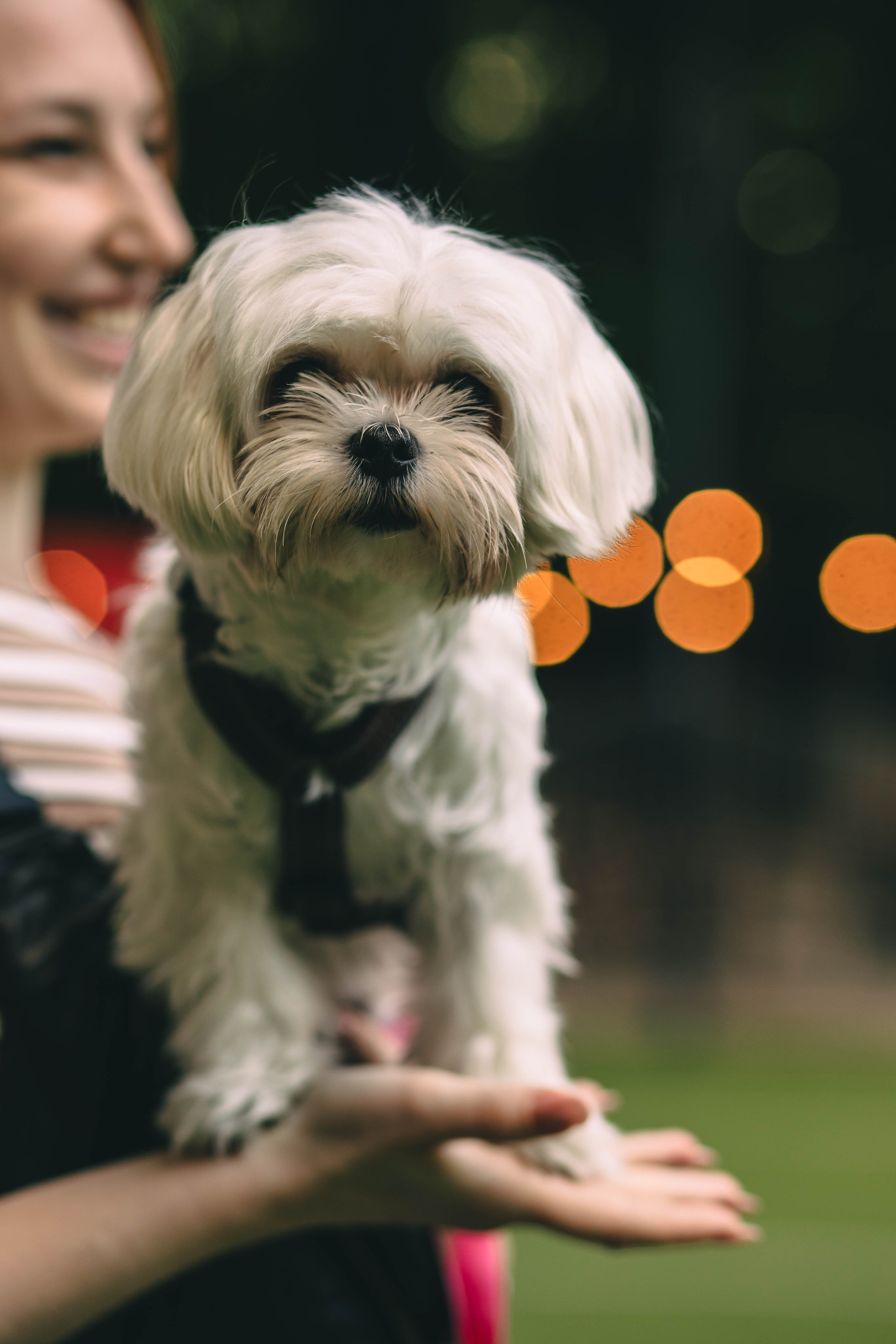 Pet-Party + Live-music |Парк Культуры. Фотограф в Ставрополе Алина Клочкова