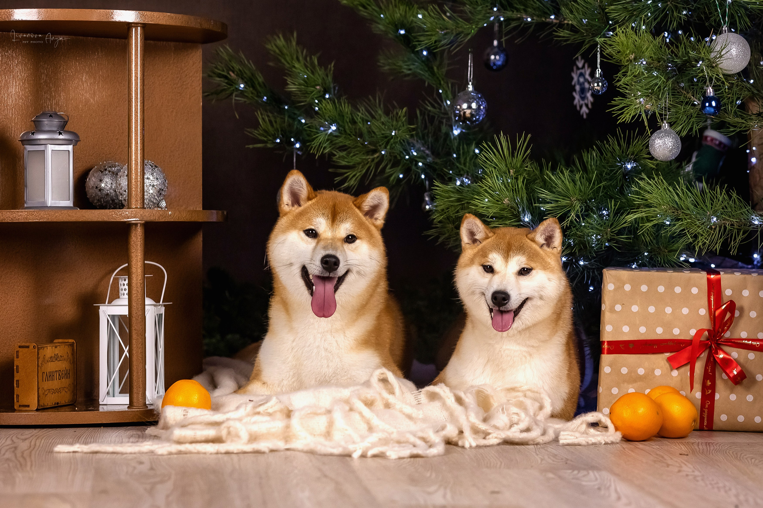 Фотодень_3 2025. Фотограф анималист Аня Ливанова | Рыбинск