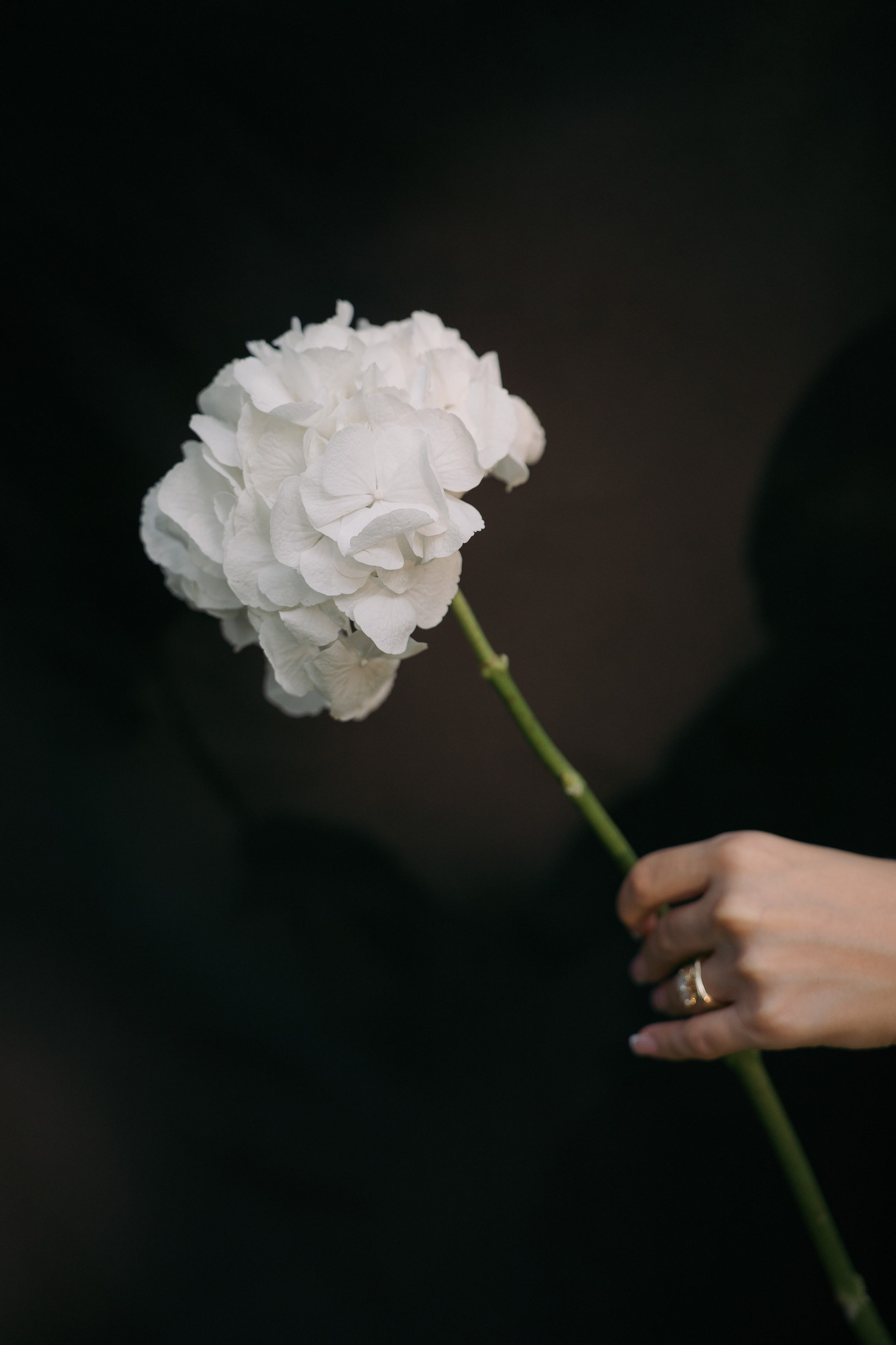 Aya. İrandek. Fotoğrafçı. İzmir