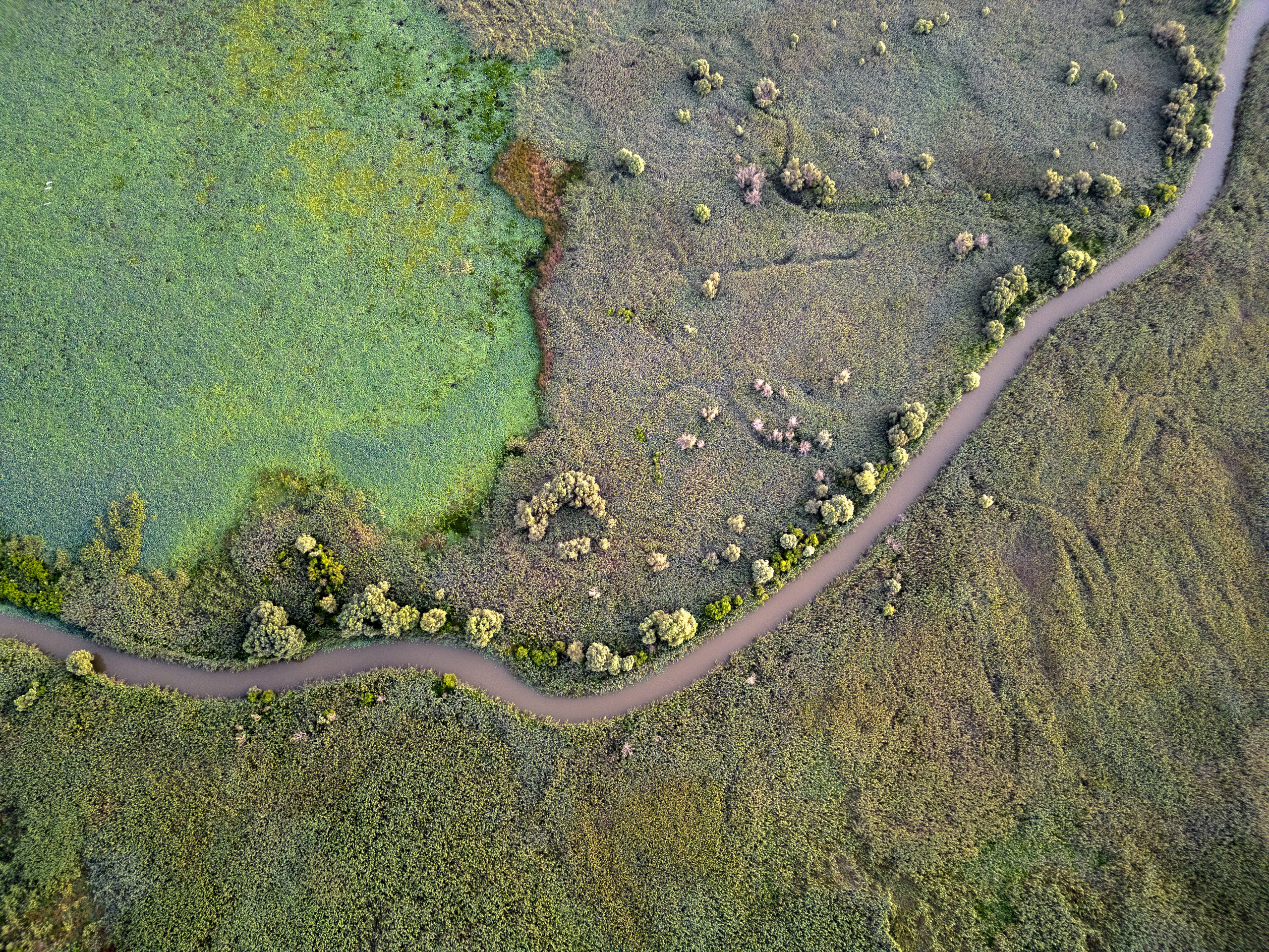 Золотые лотосы. Июль