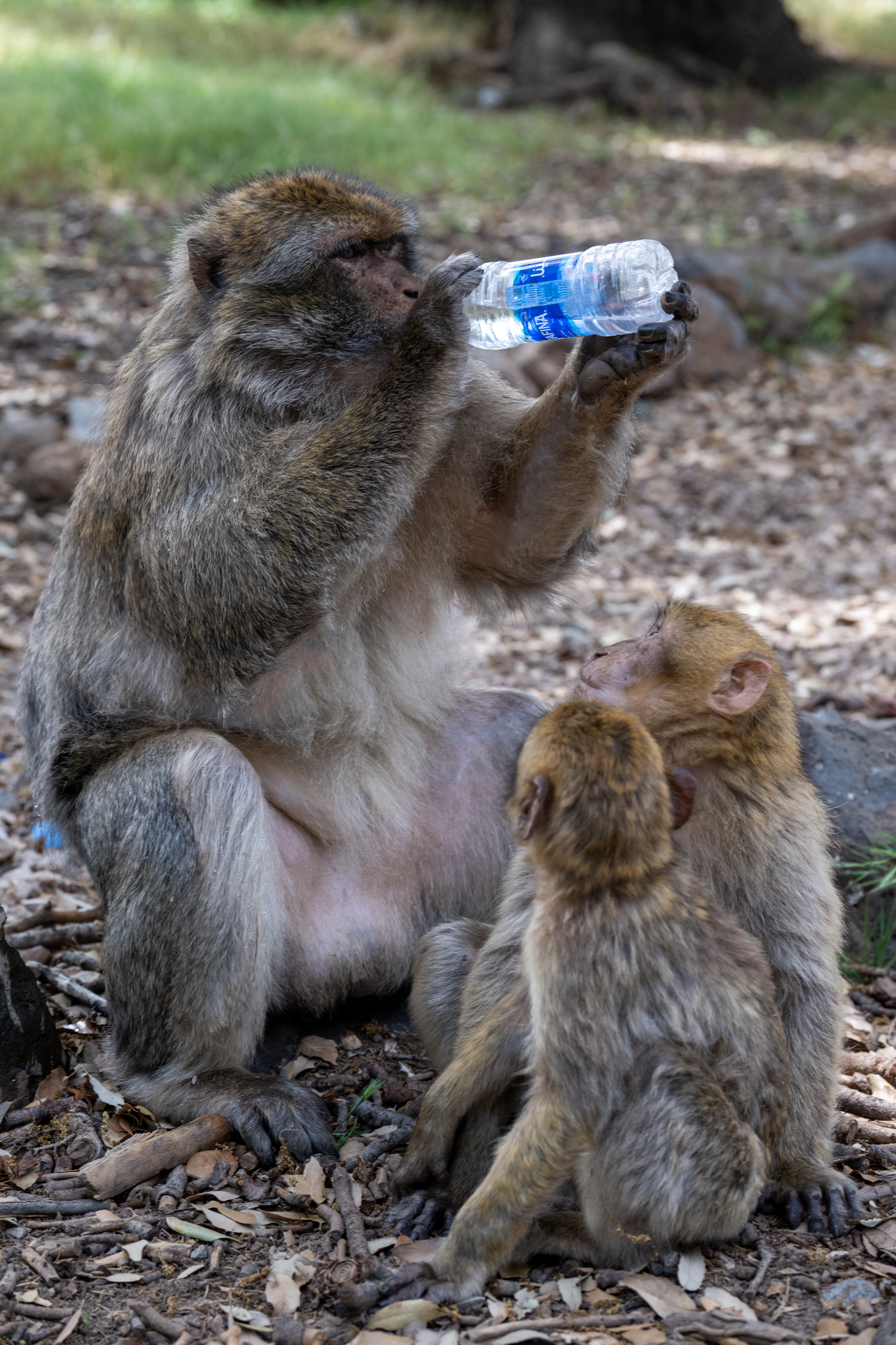 Марокко 2022. Создание обучающих видеороликов Puponin Production