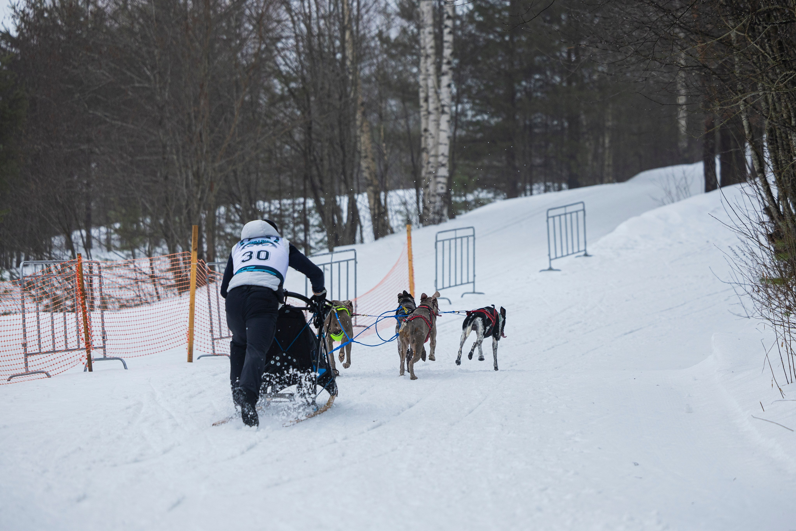 Зимний Чемпионат Санкт-Петербурга по ездовому спорту. Фотограф-анималист Анна Маринич