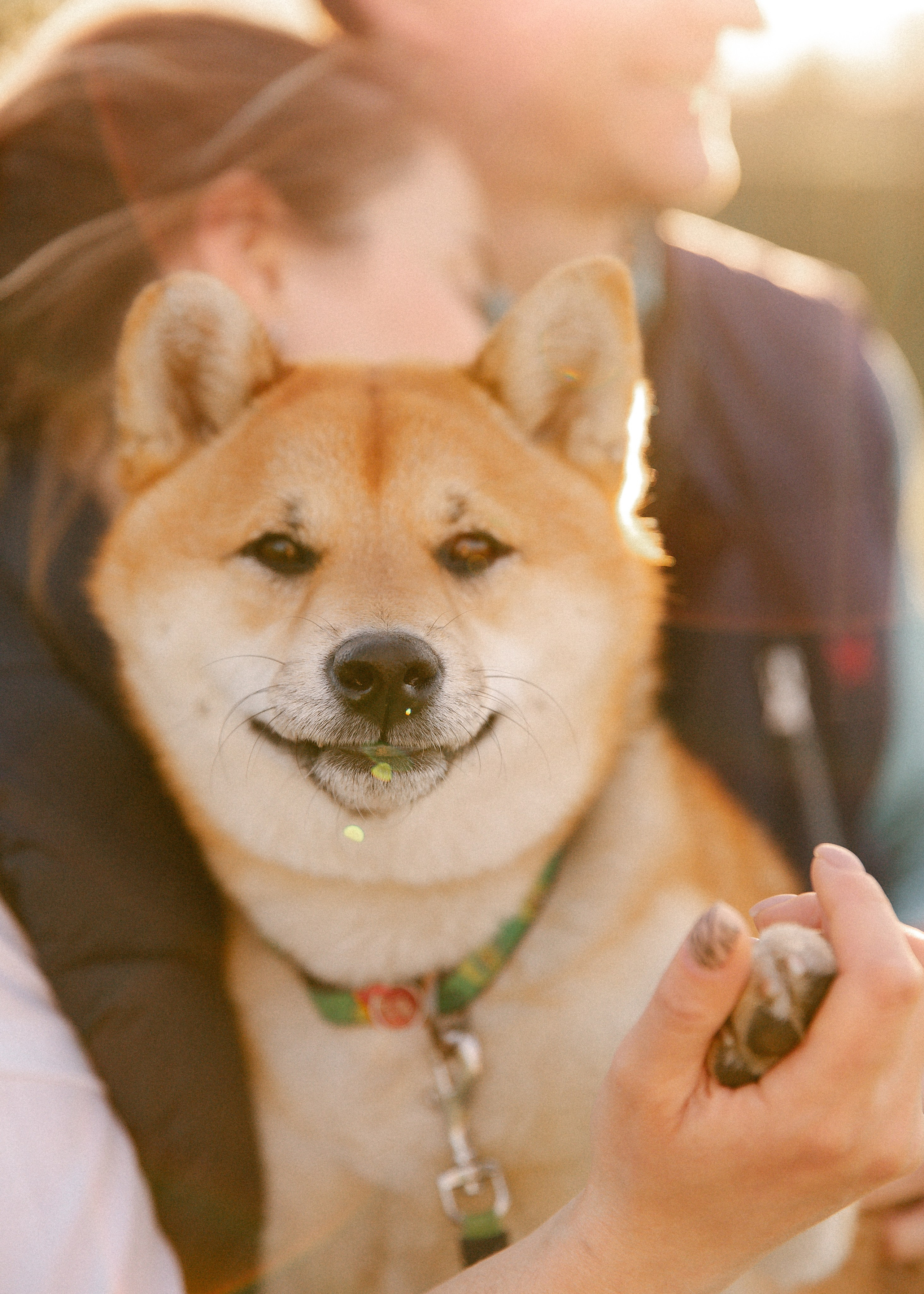 Семейная фотосъемка с собакой. Свадебный фотограф и видеограф Краснодар, Ростов, Сочи, Новороссийск