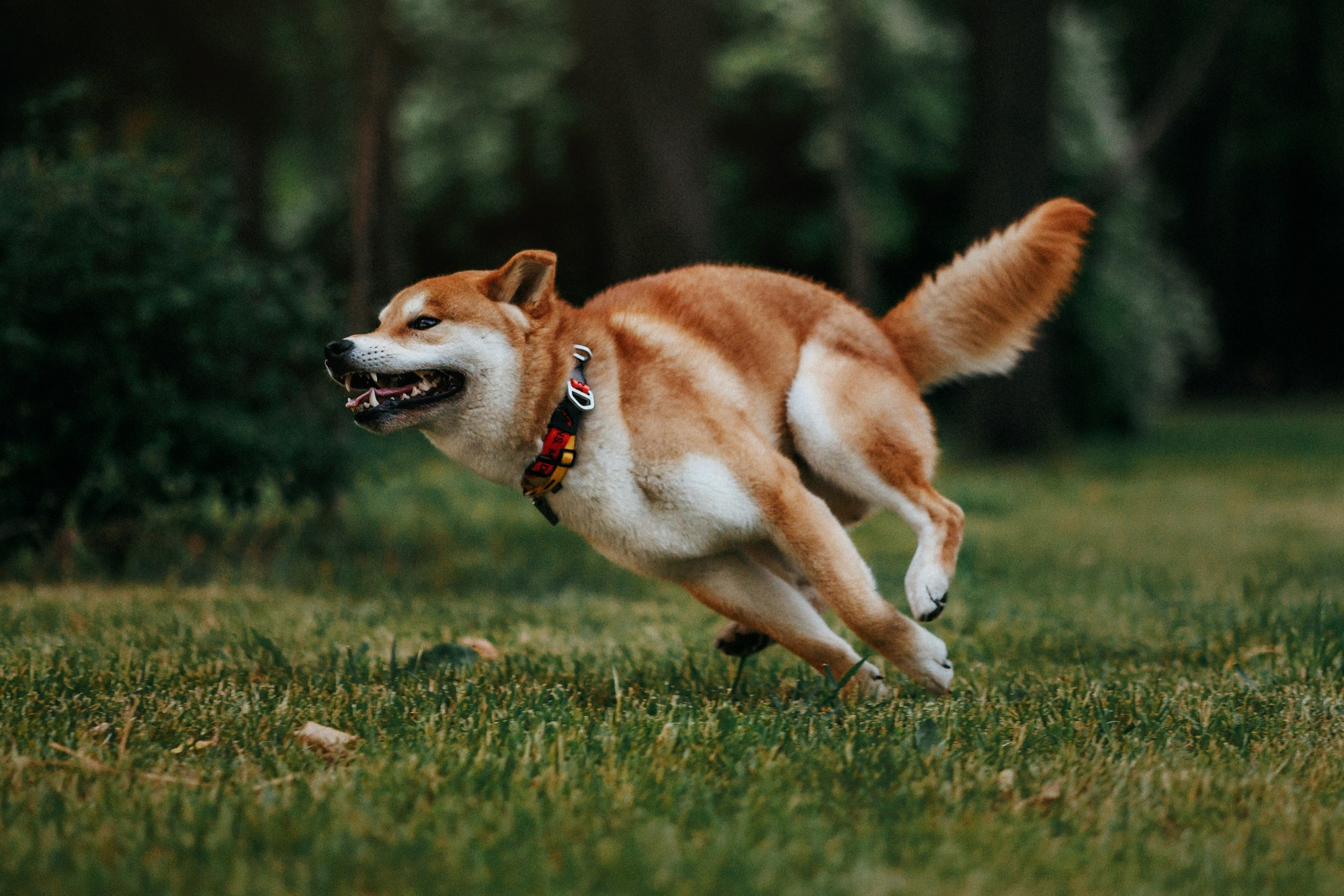 Аня, Влад и Ики. Фотограф-анималист Елена Радченко, Москва