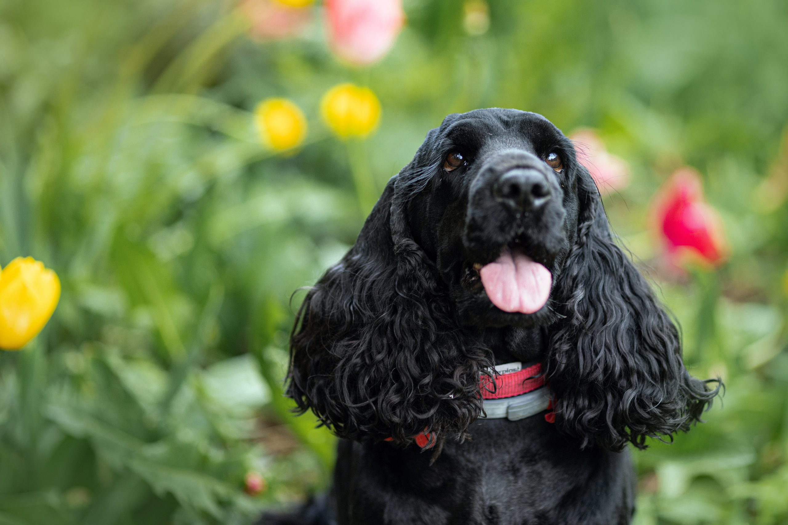 Оливия. Художник и Фотограф Тимохина Юлия