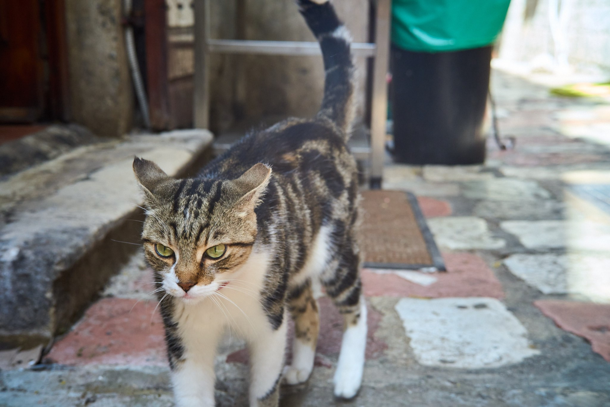 Черногория, сентябрь 2024. Фотограф, Римма Невинская