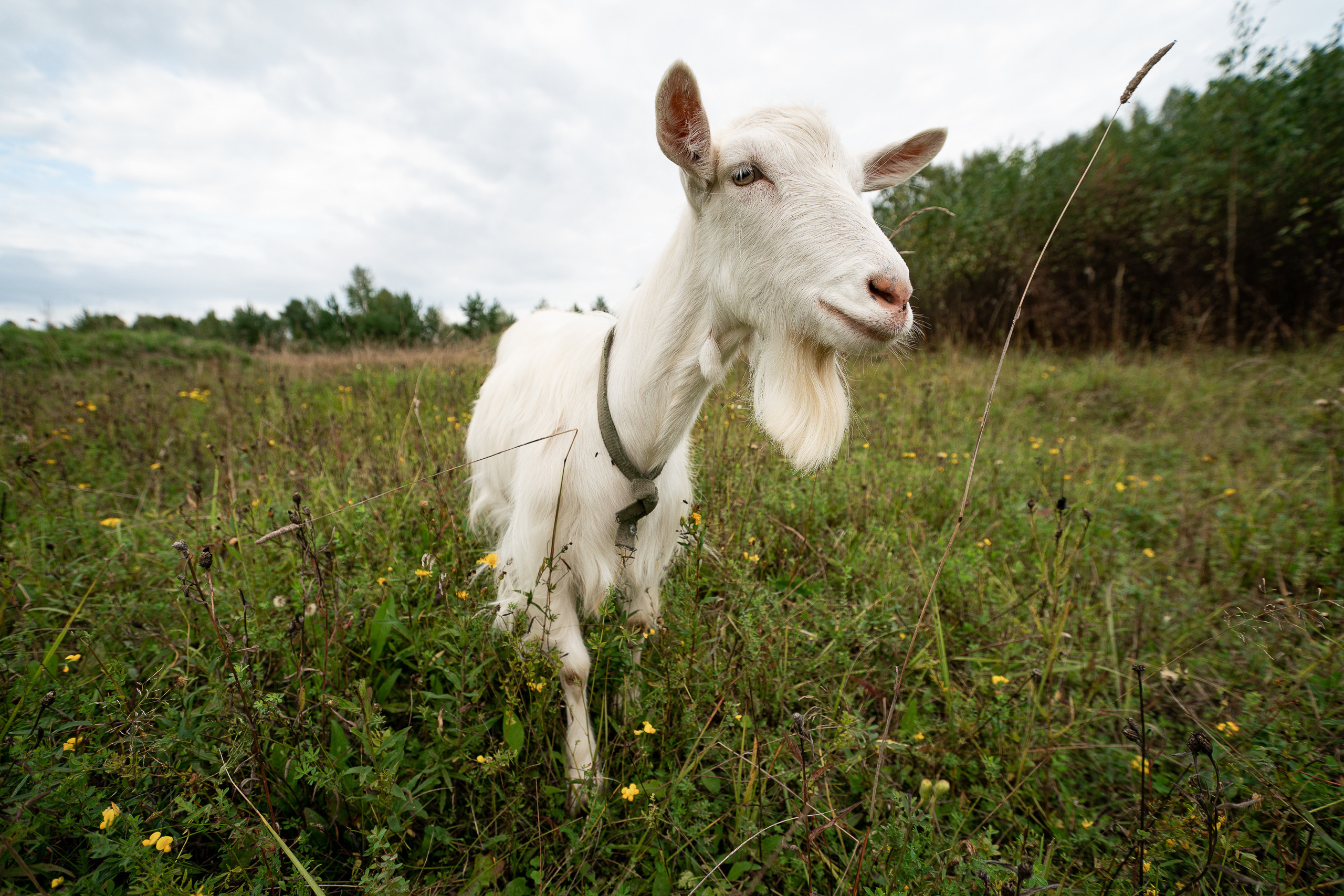 Фотосъёмка коз для блога. Репортажный фотограф Сергей Сажин г. Ярославль