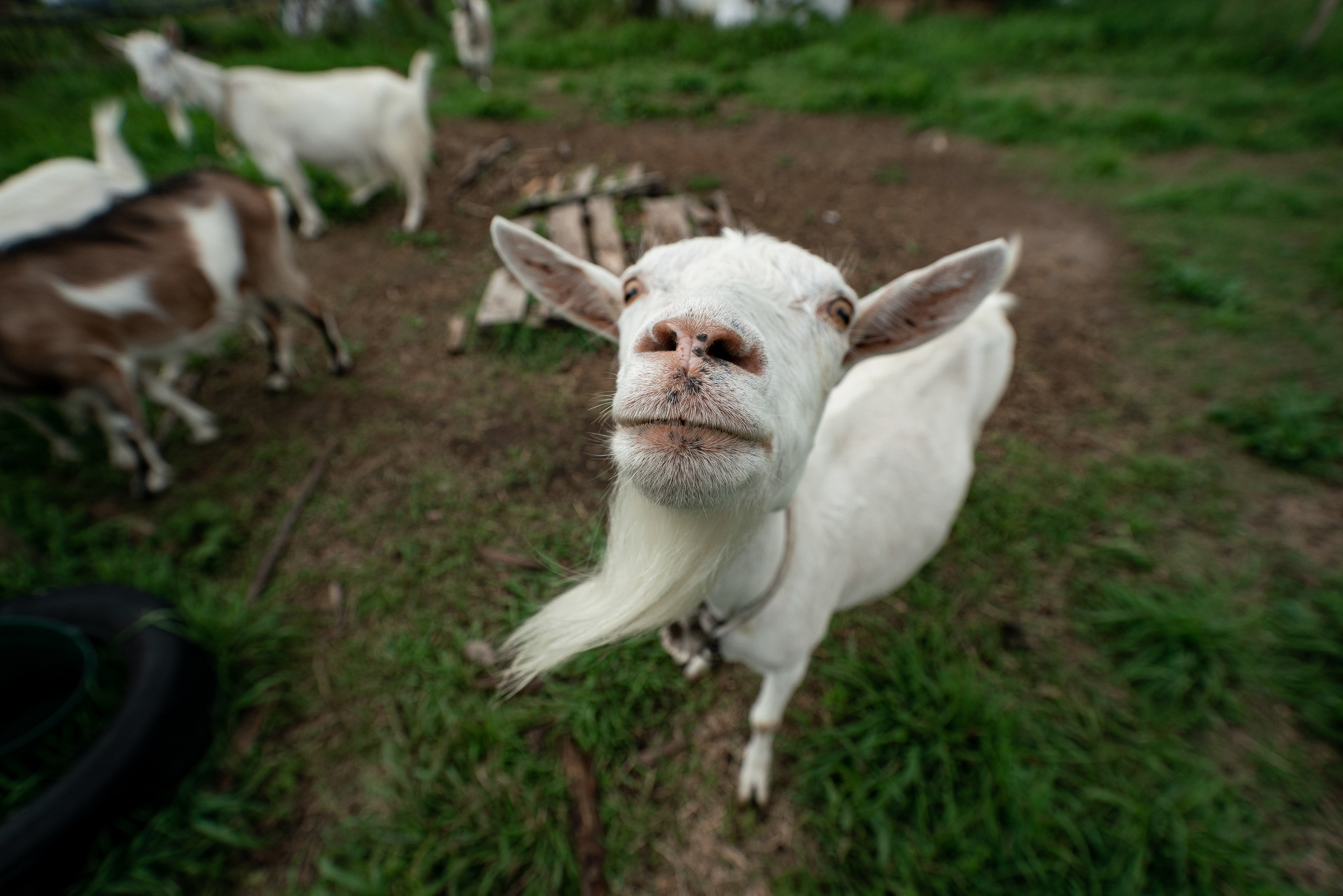 Фотосъёмка коз для блога. Репортажный фотограф Сергей Сажин г. Ярославль