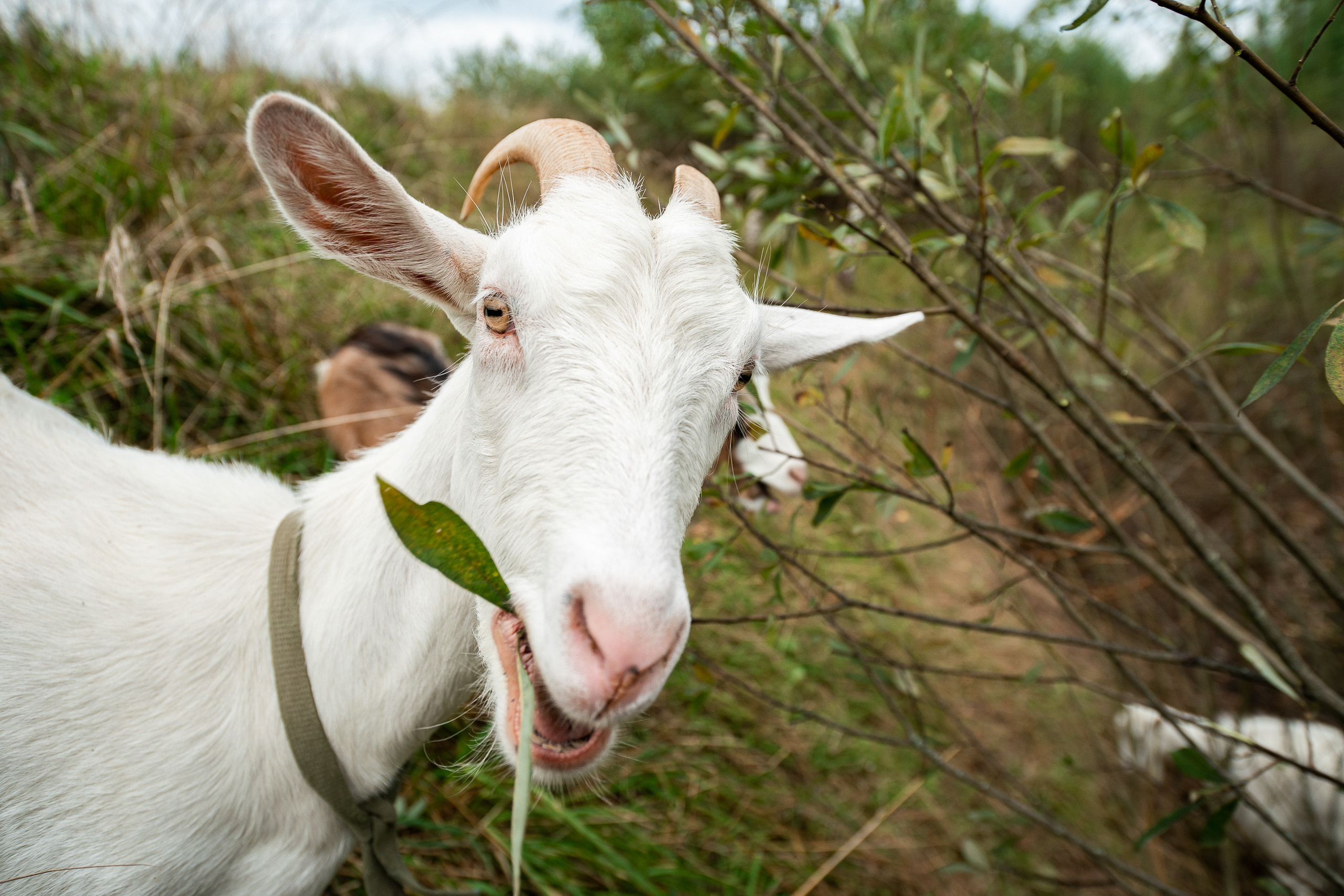 Фотосъёмка коз для блога. Репортажный фотограф Сергей Сажин г. Ярославль