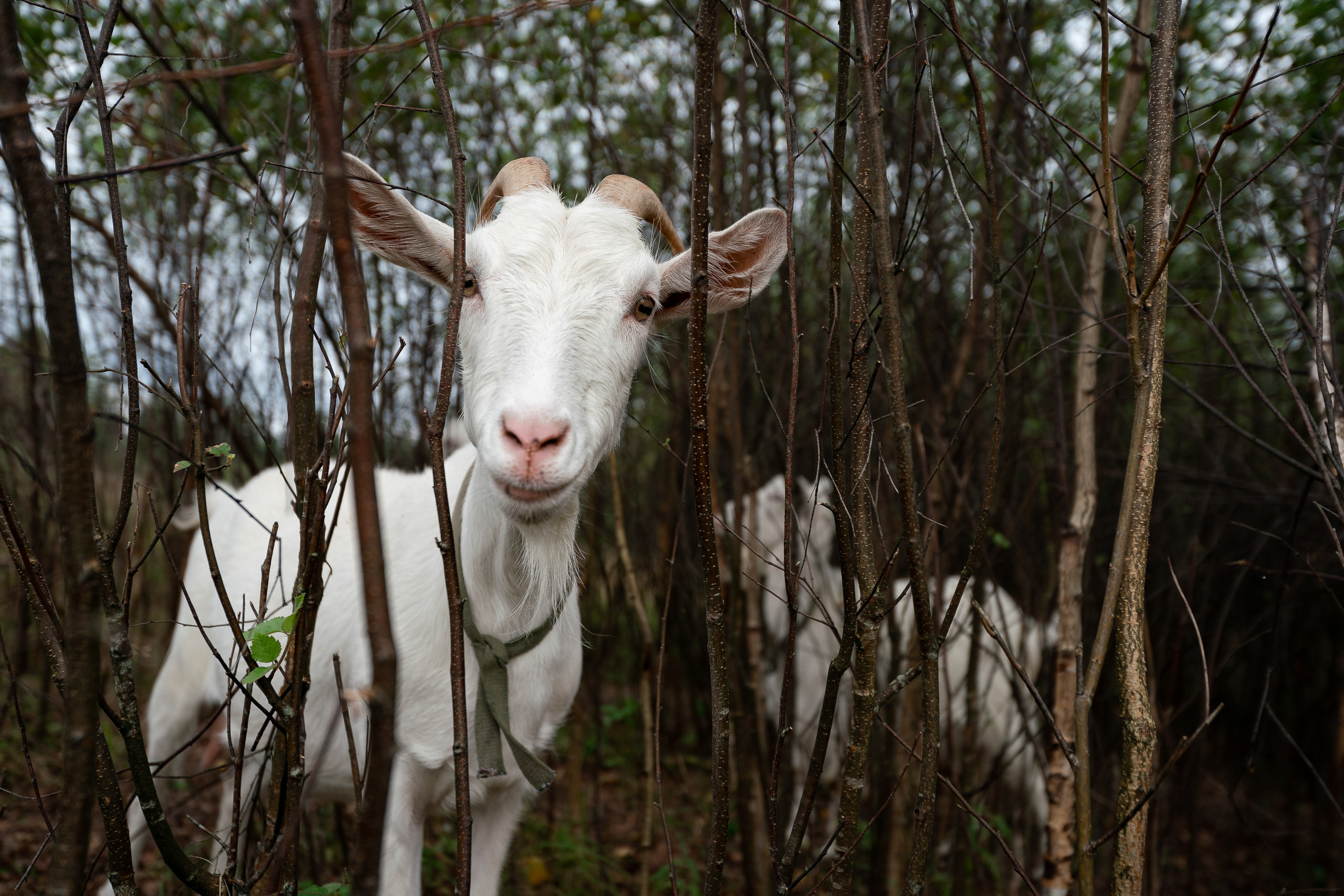 Фотосъёмка коз для блога. Репортажный фотограф Сергей Сажин г. Ярославль