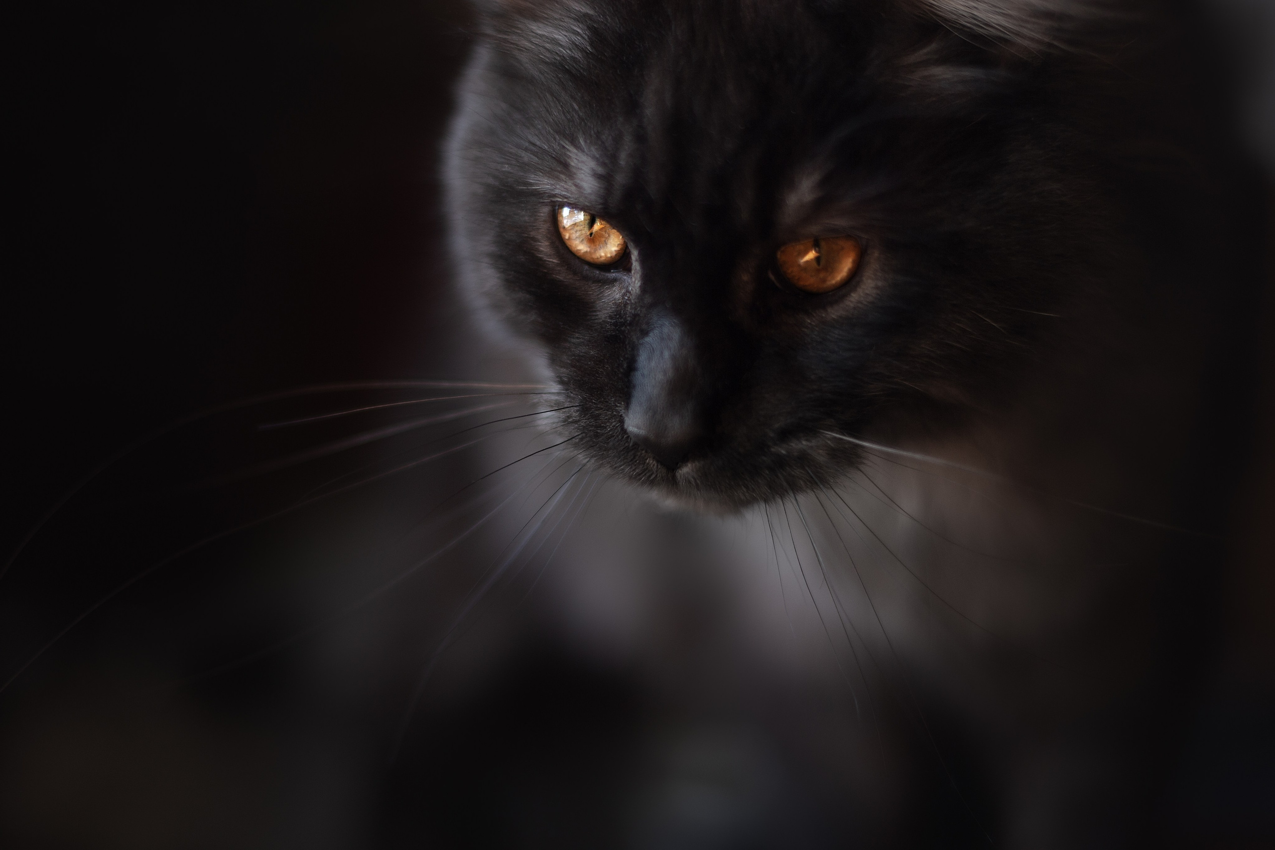 Фотосъёмка кошек. Семейный и анималист фотограф в Переславле Анастасия Гусева