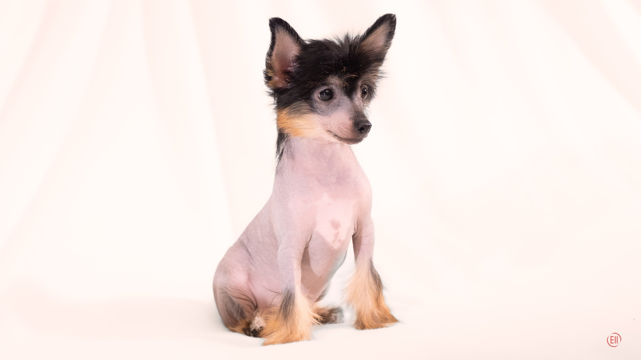 Помёт V. Фотосессия 2. 28.04.2024. Фотограф в Москве