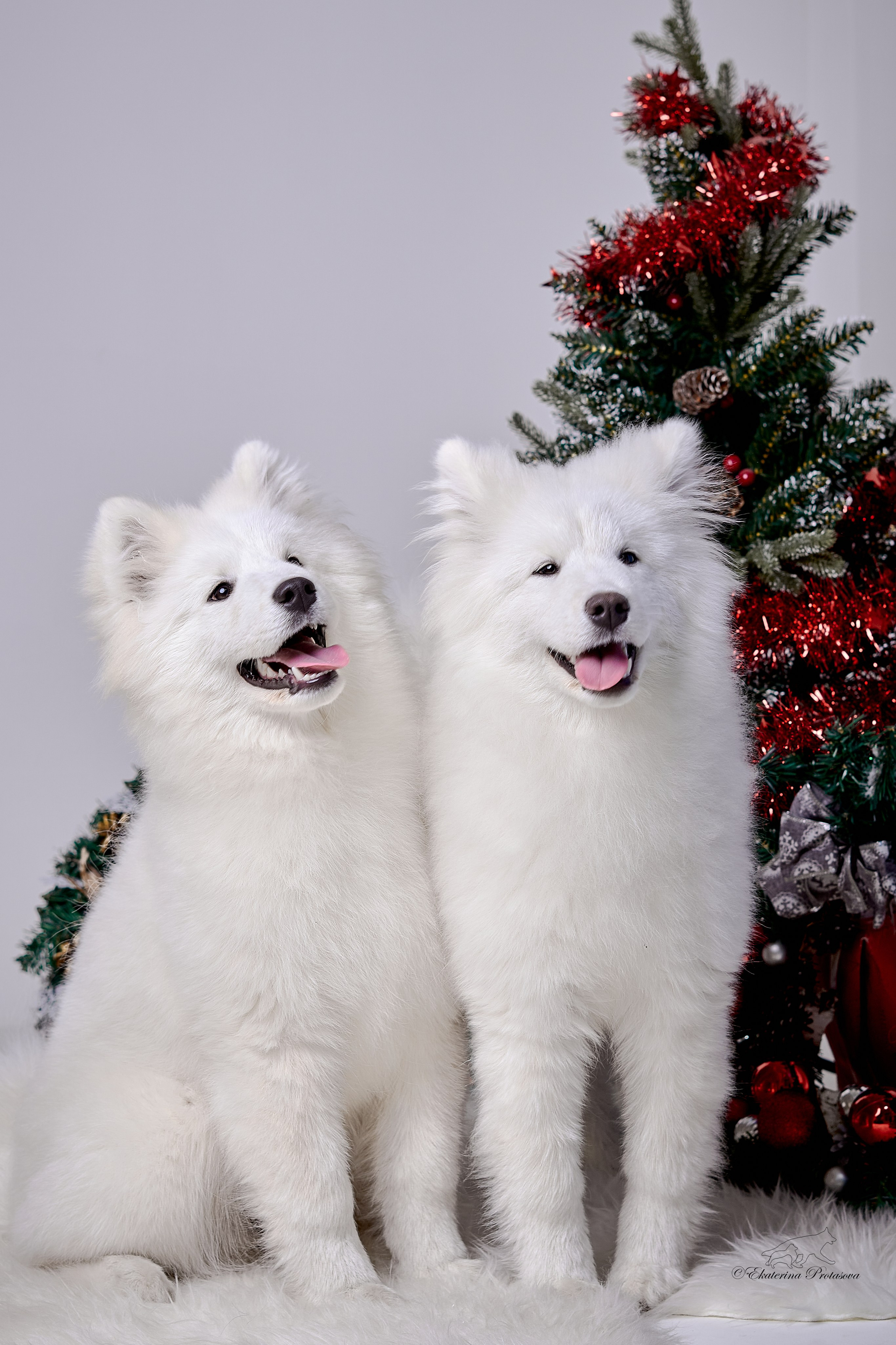 Новогоднее. Фотограф-анималист в Иркутске