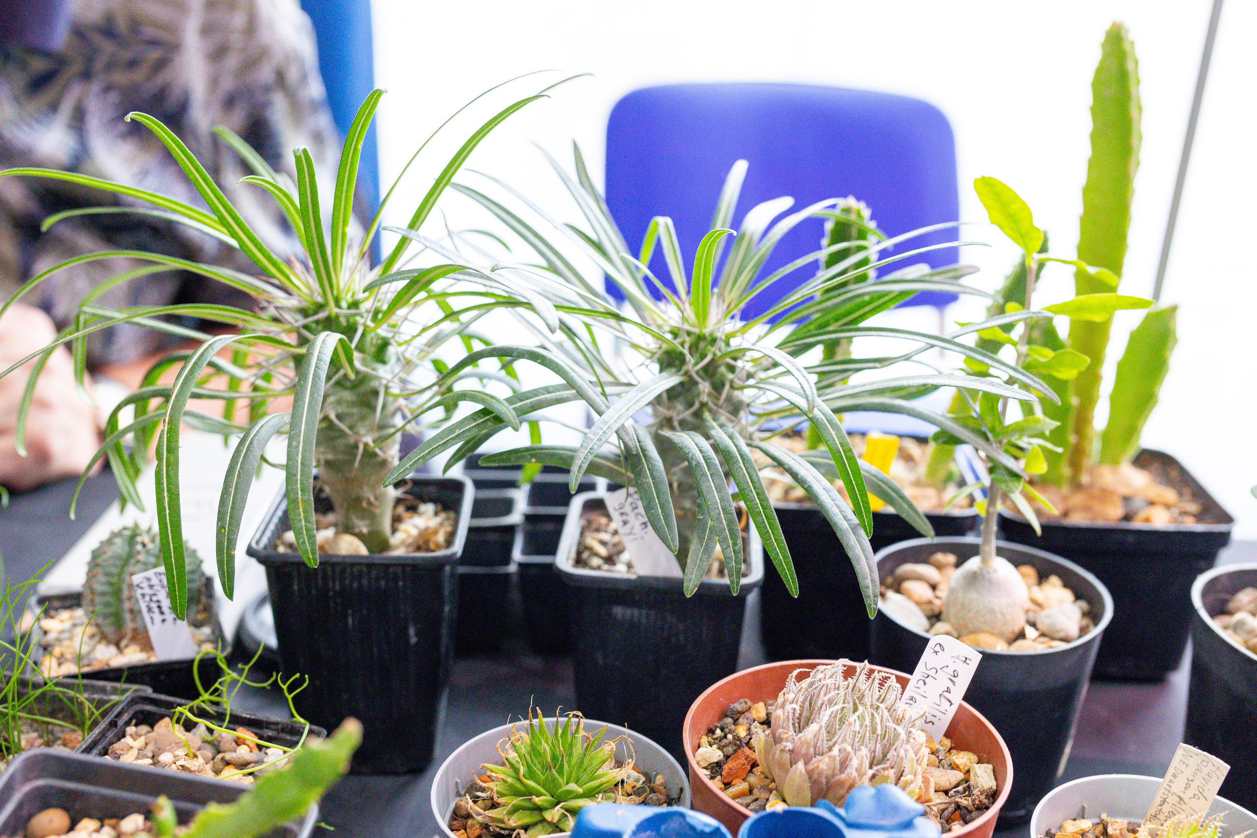 Монстериум 11–12 октября. Александра Куликова фотограф, Москва