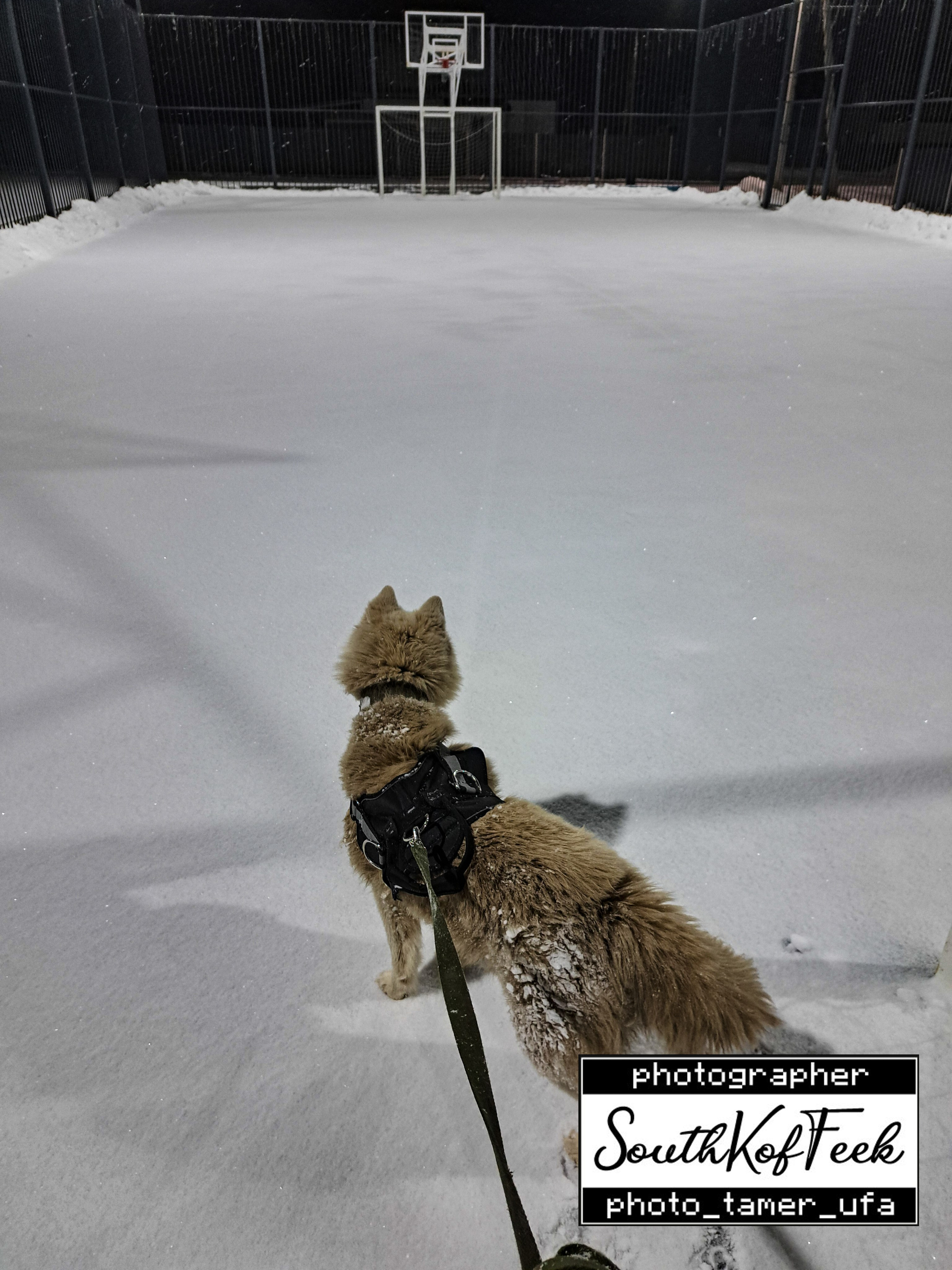 Фотосессии животных. Photo Tamer Ufa