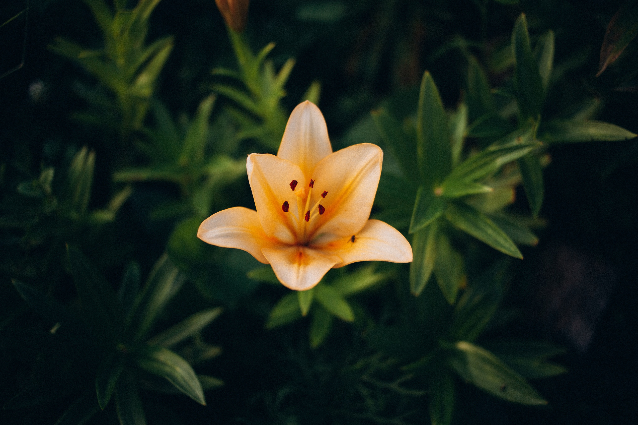 Семейная съемка. Близняшки. Фотограф в Челябинске Ополихина Анна