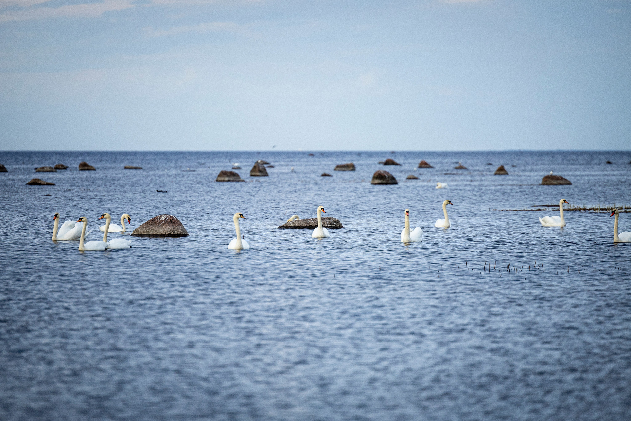 Ричард залив. Фотограф-анималист Анна Маринич