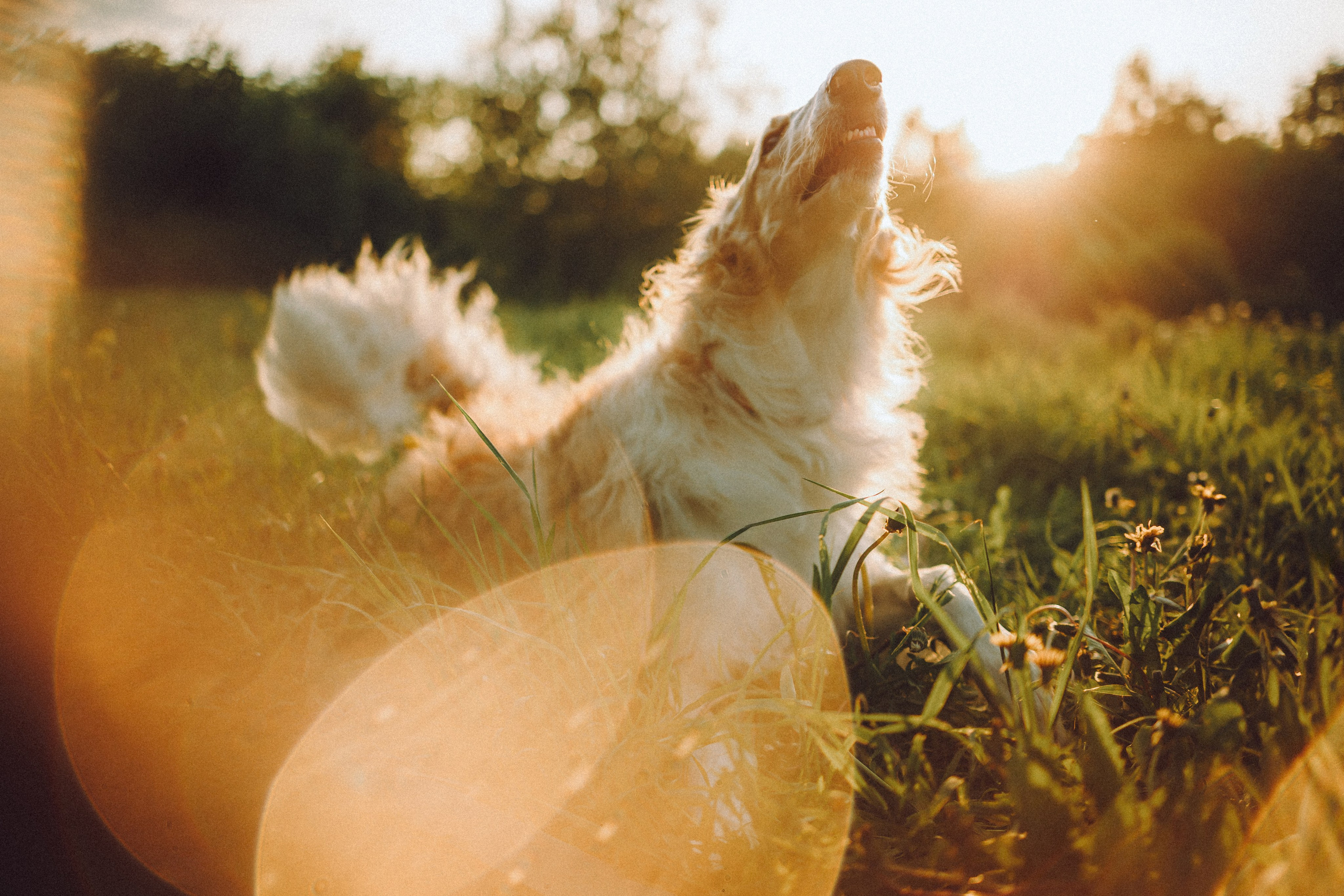 Илай, Зайка и их семья