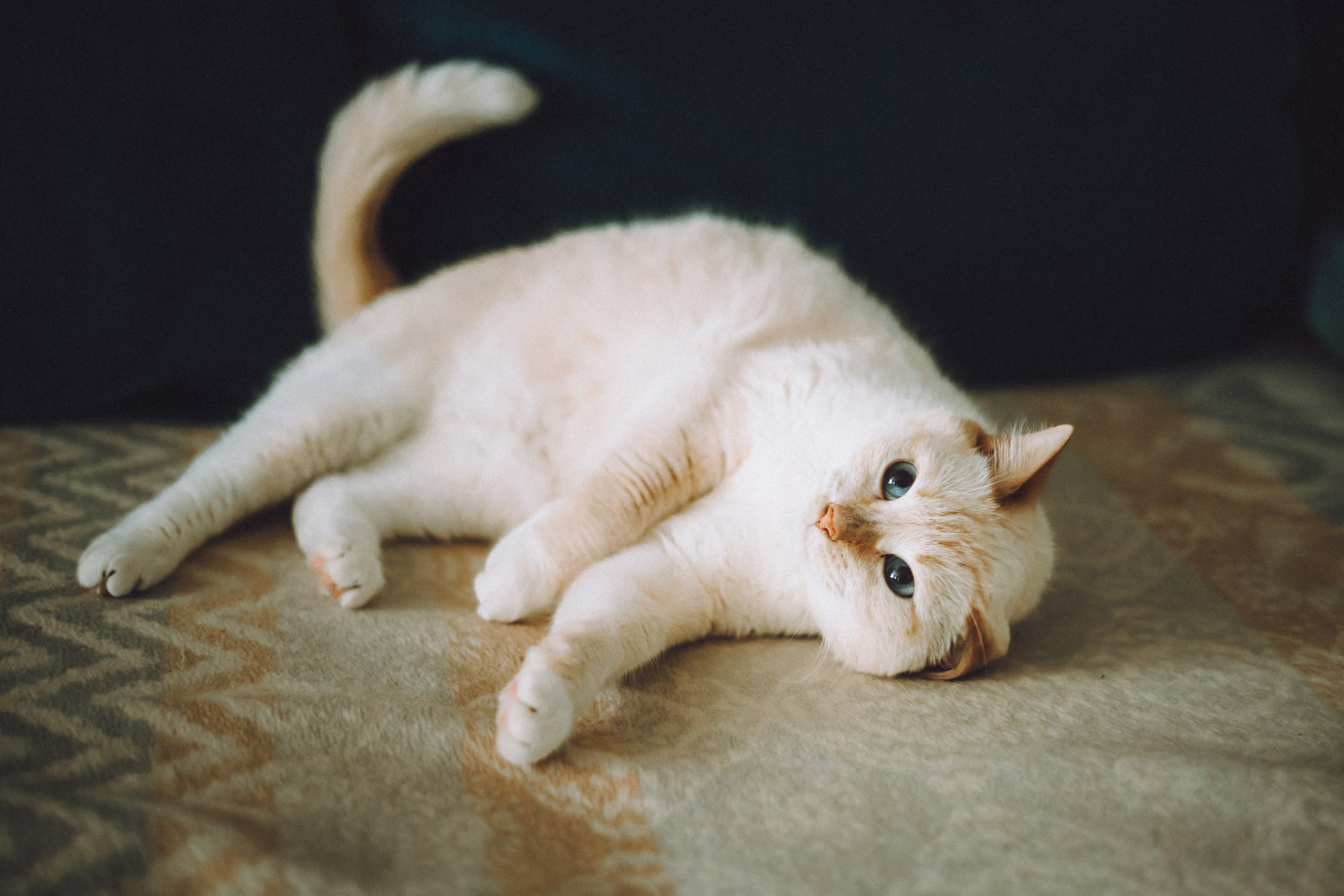 Топик и его семья