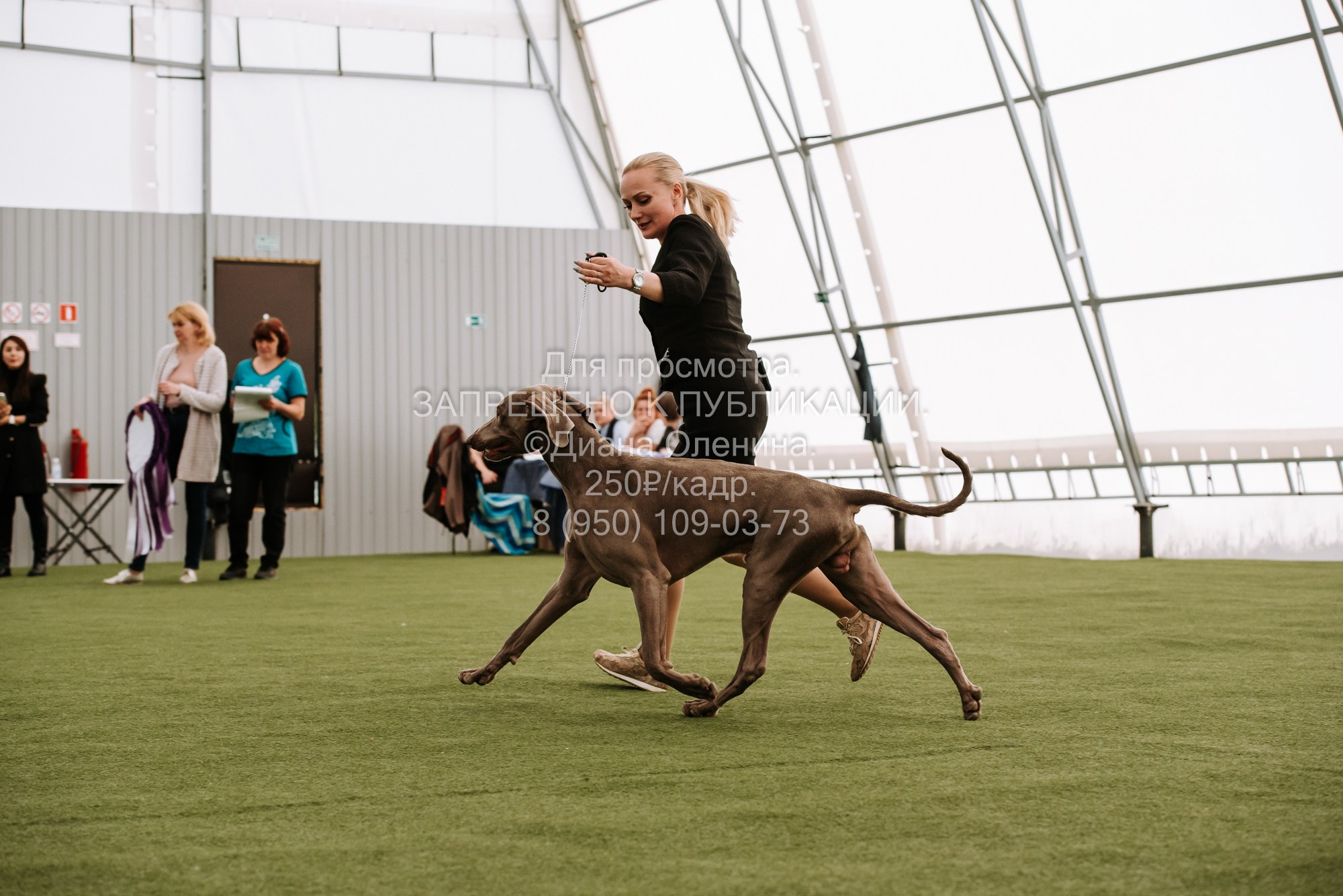 Выставка собак Красноярск 2.06. Фотограф Диана Оленина Красноярск / Братск