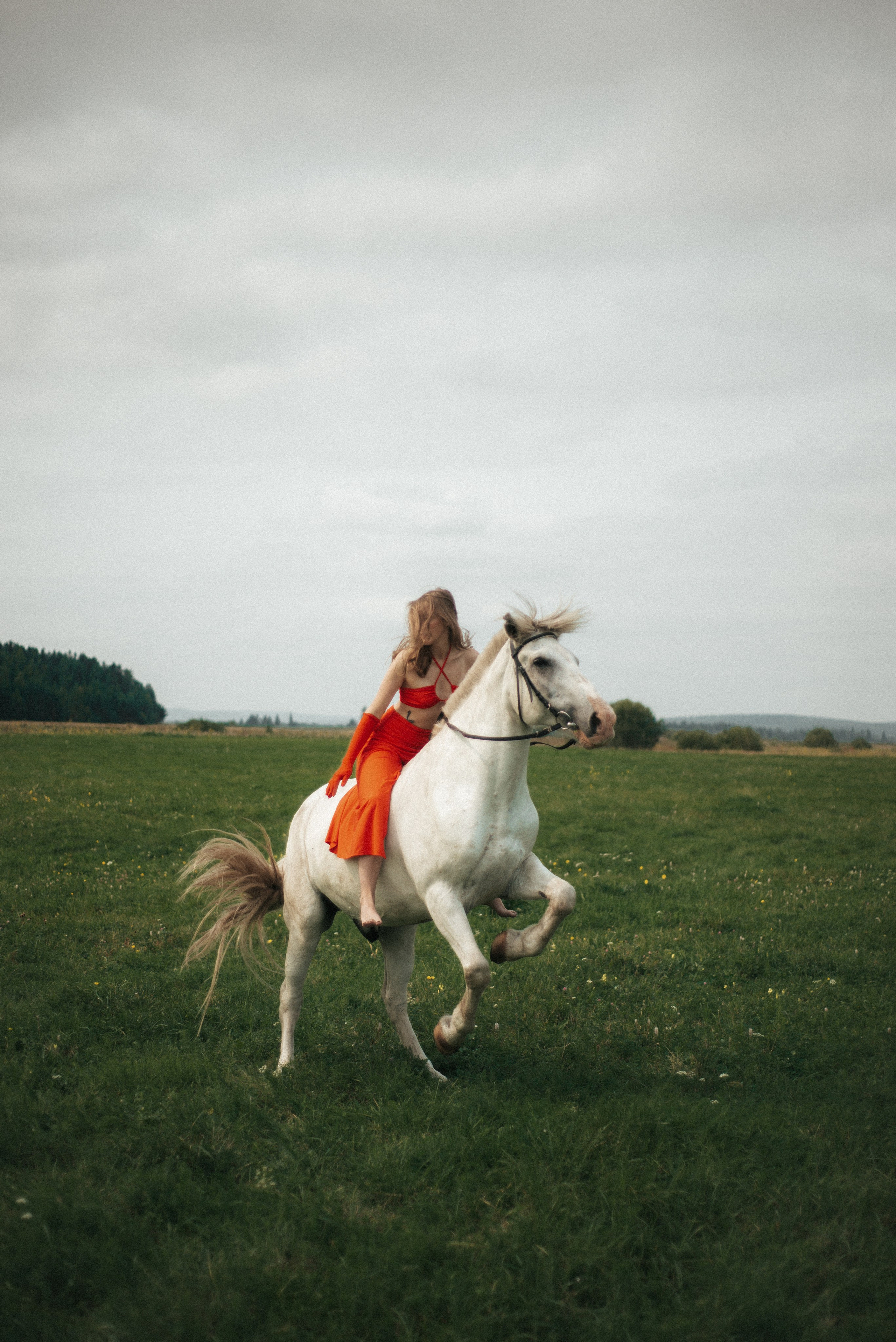 Horse. Фотограф
