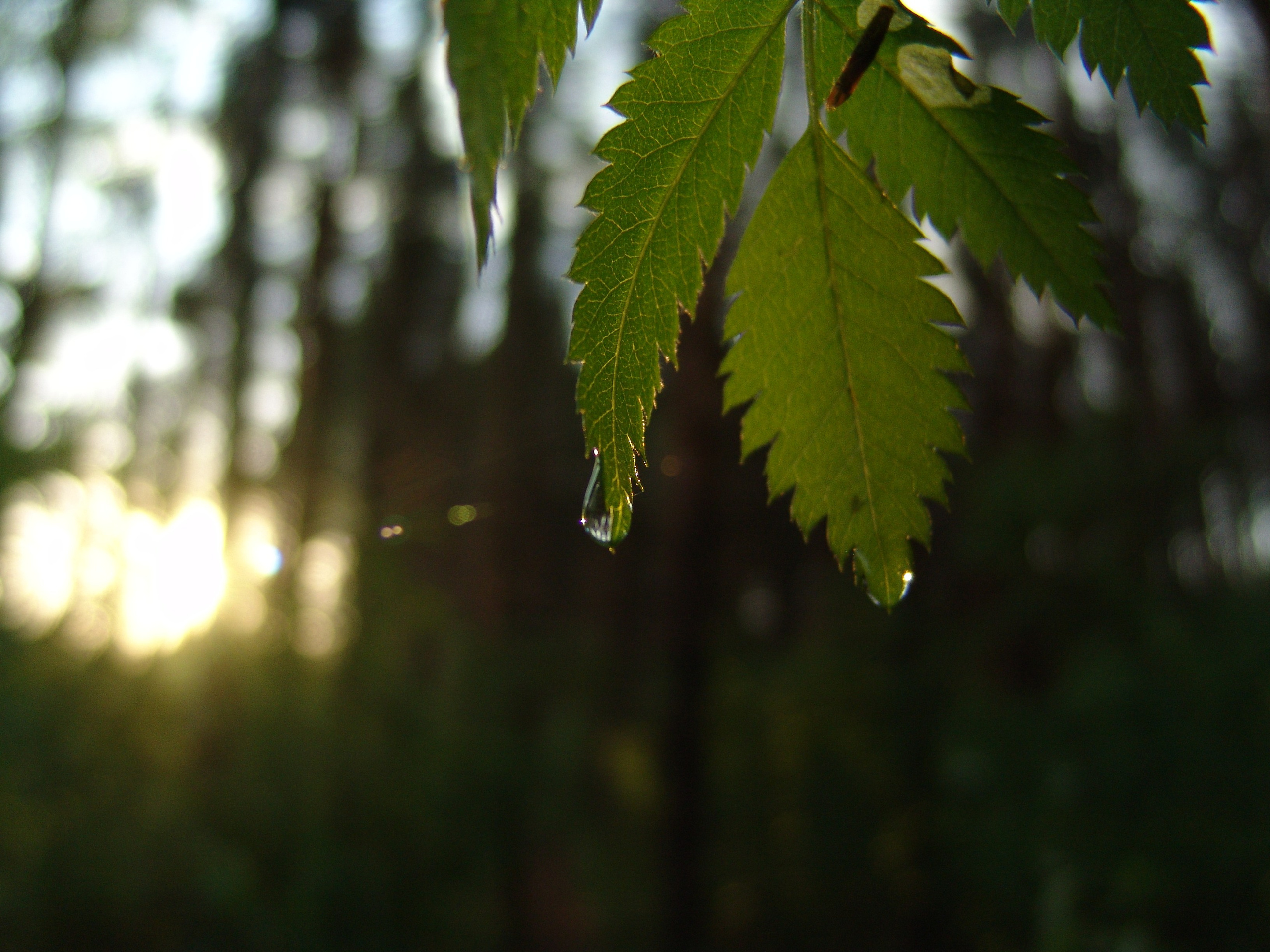 Приезд КС 2005. Заставка