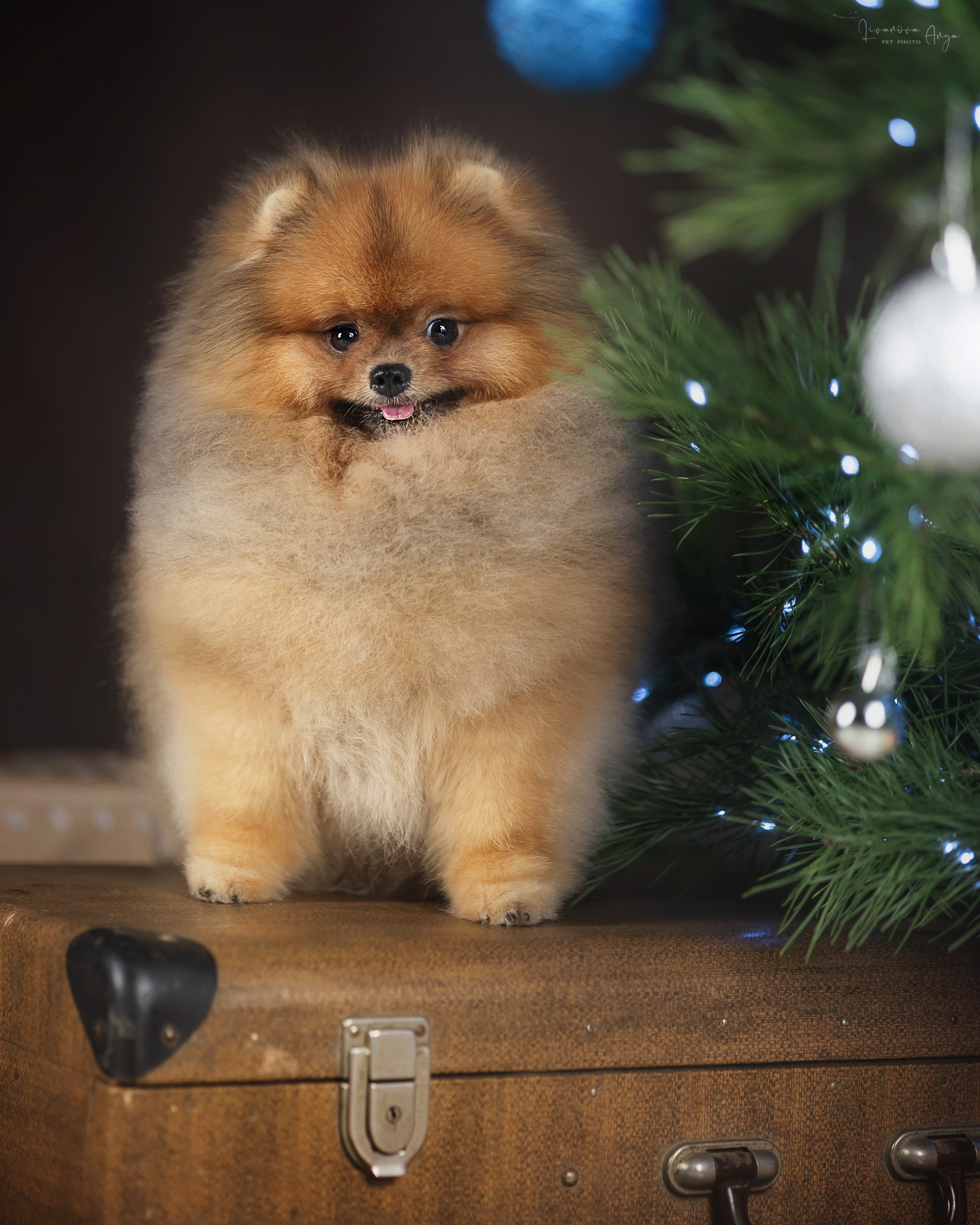 Фотодень_1 2025. Фотограф анималист Аня Ливанова | Рыбинск
