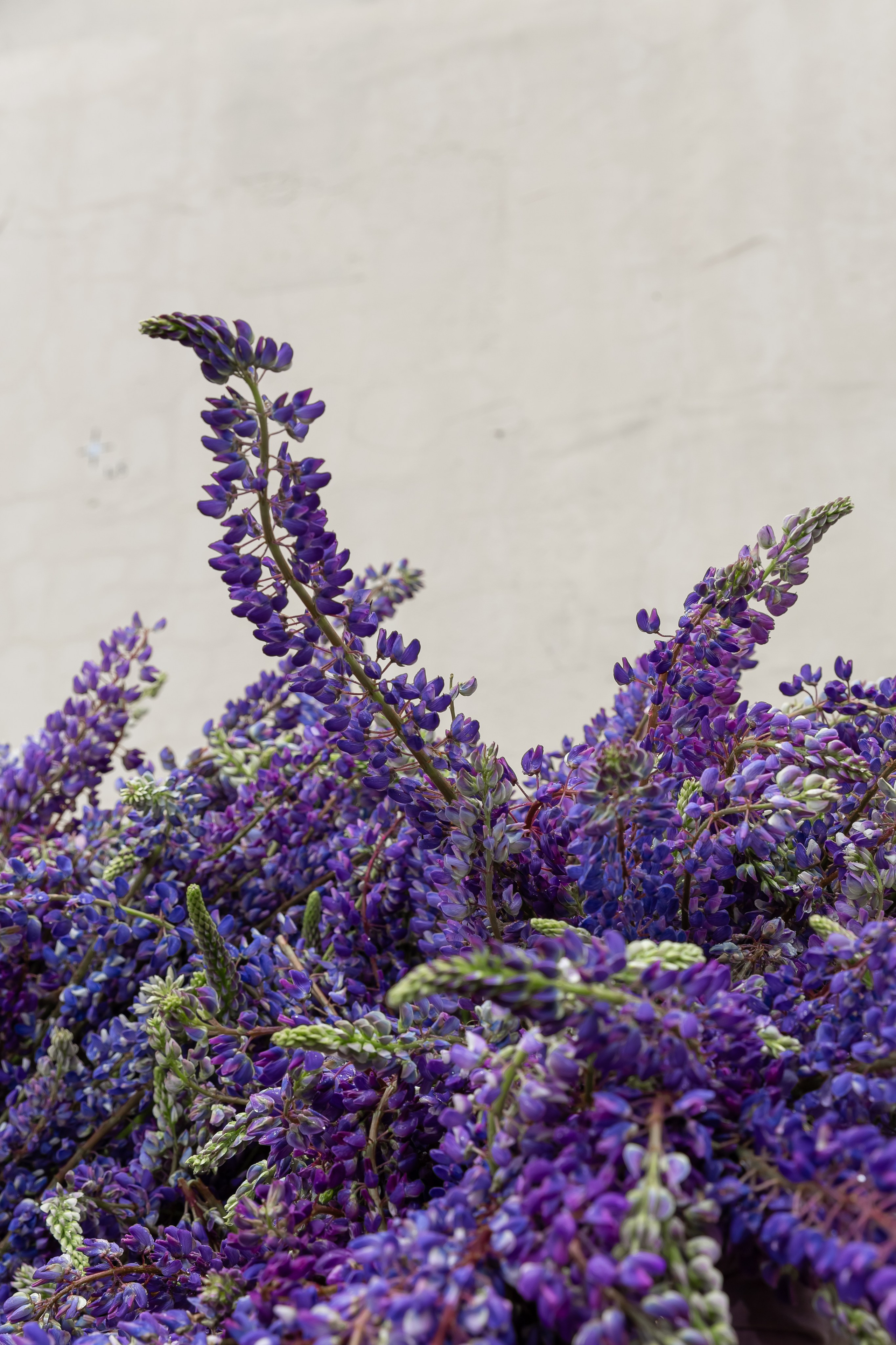 Water glow lupin. Профессиональный фотограф Инесса Новикова в Москве