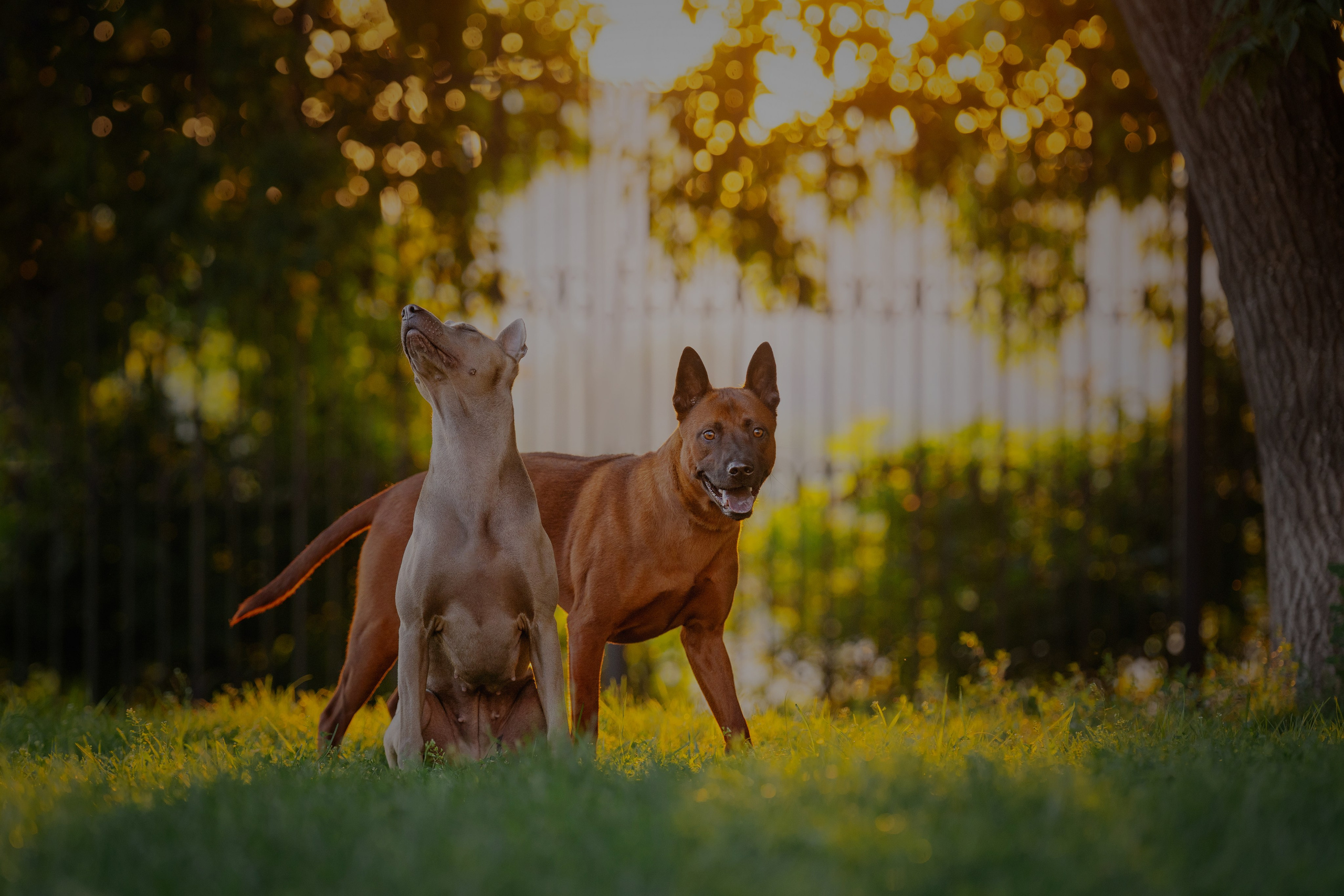 Лин + Вегас. Kameramotor74