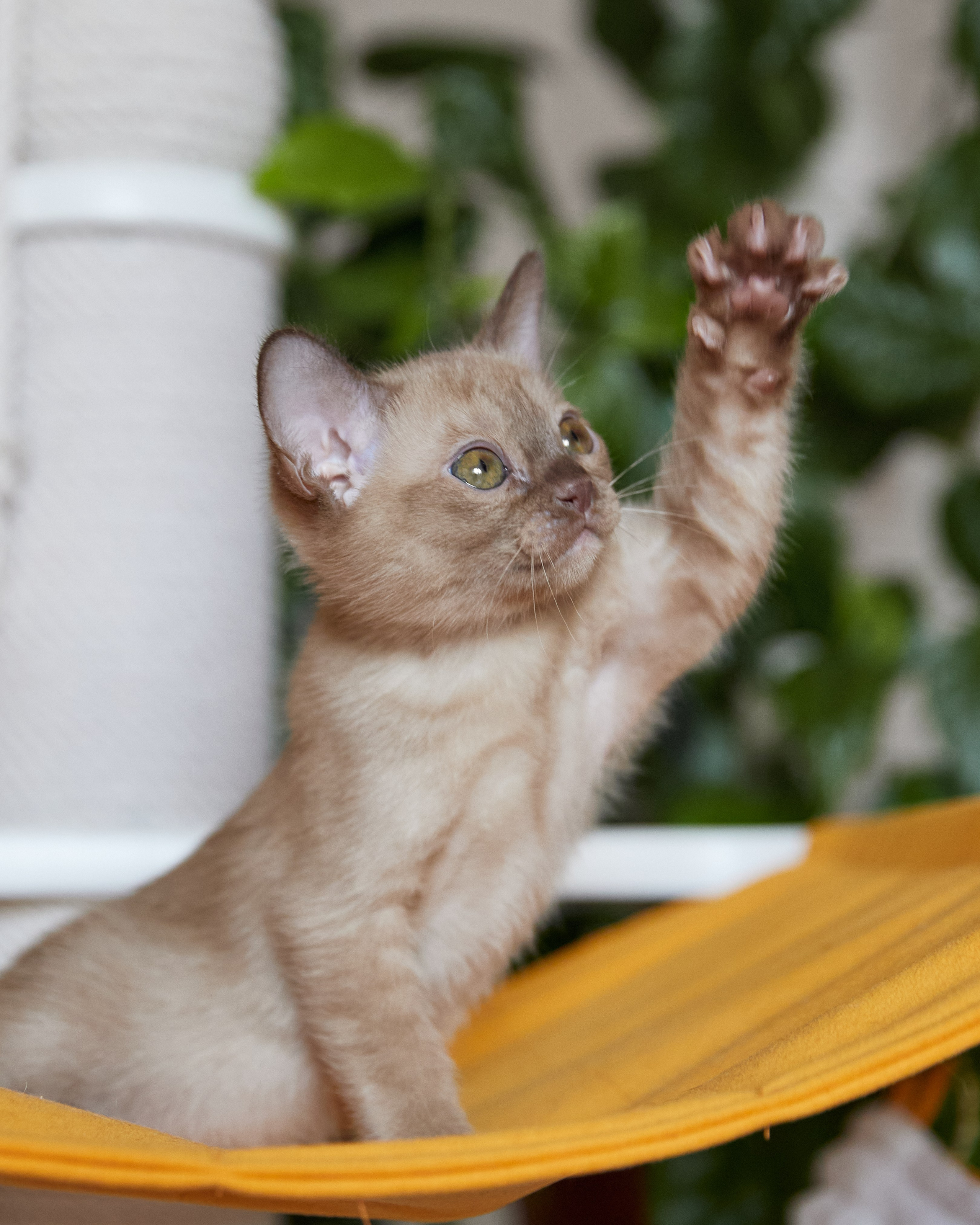 Afina (Магнитогорск). Питомник «Bouncy Life»