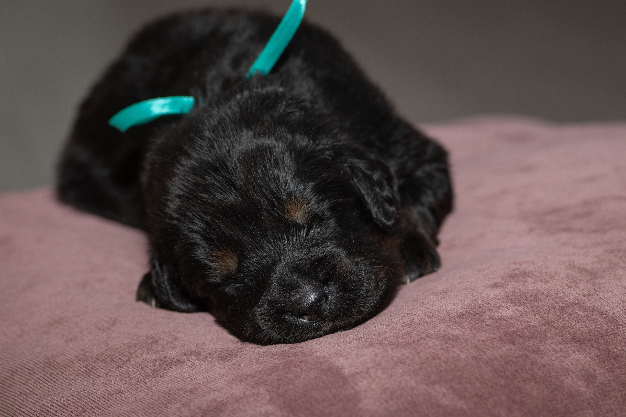 Тибетский мастиф. Юлия Микульская. Рыбинск