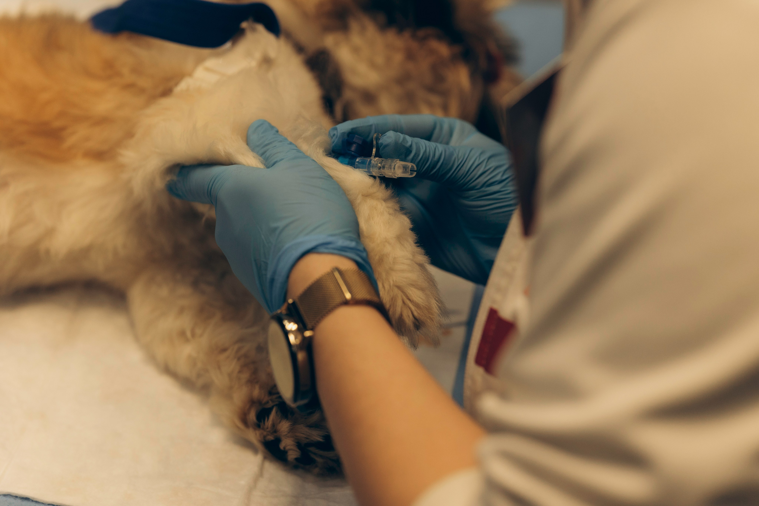 VetLife. Татьяна Афонина | Фотограф