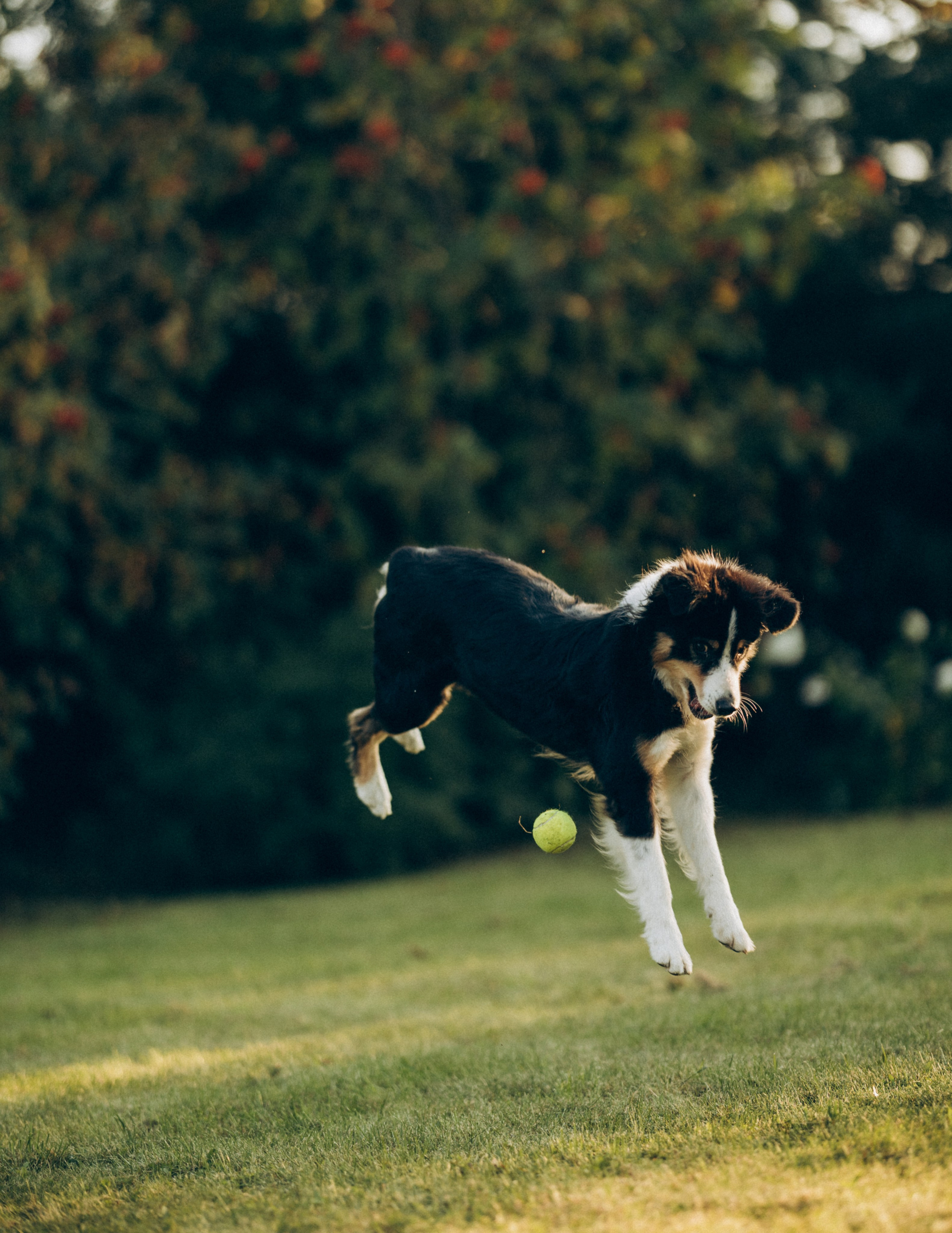 Катя и ее стая. Татьяна Афонина | Фотограф